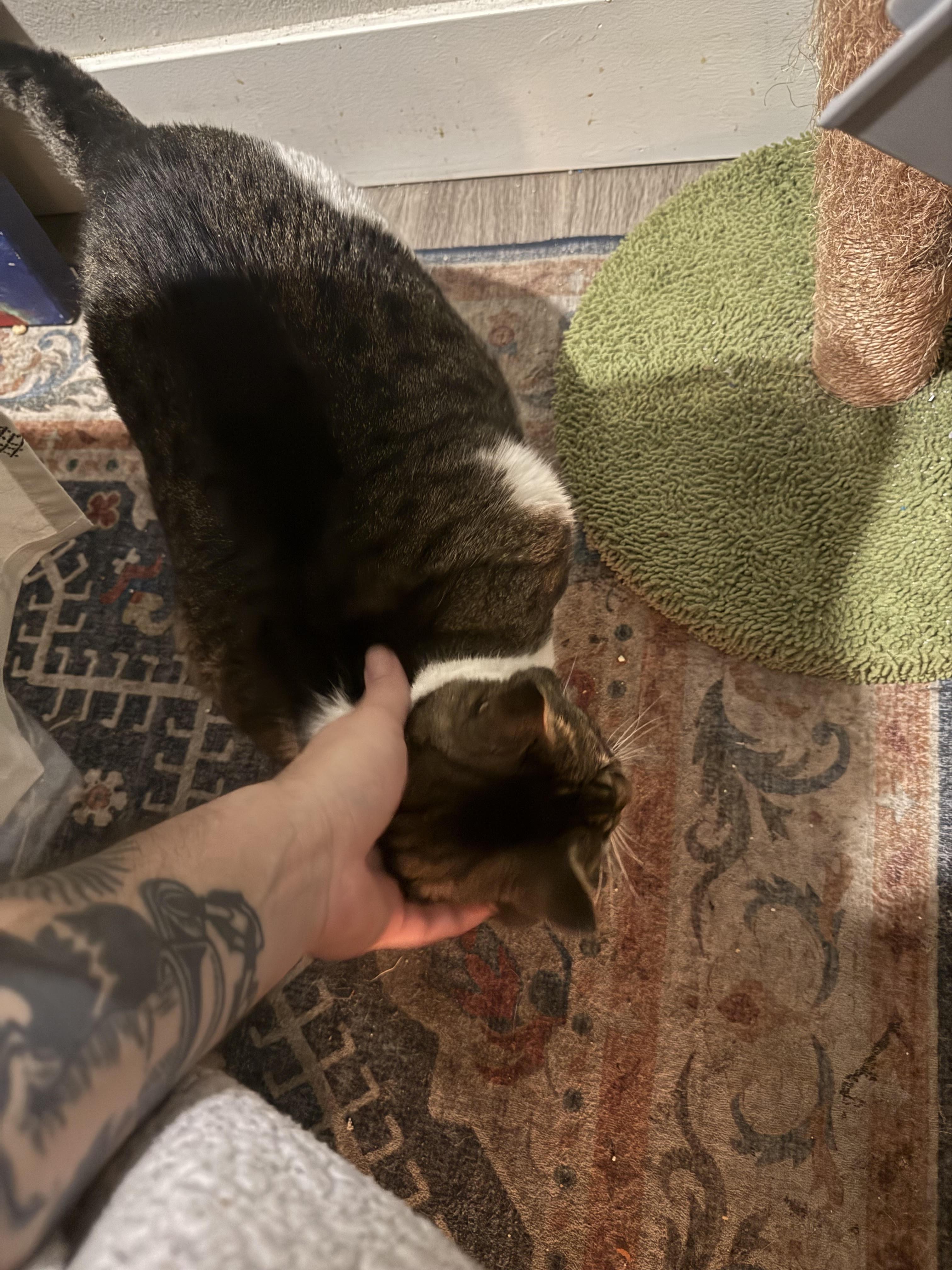 Enlarge Lucy, an adopted Tabby in Olympia, WA image 2/3