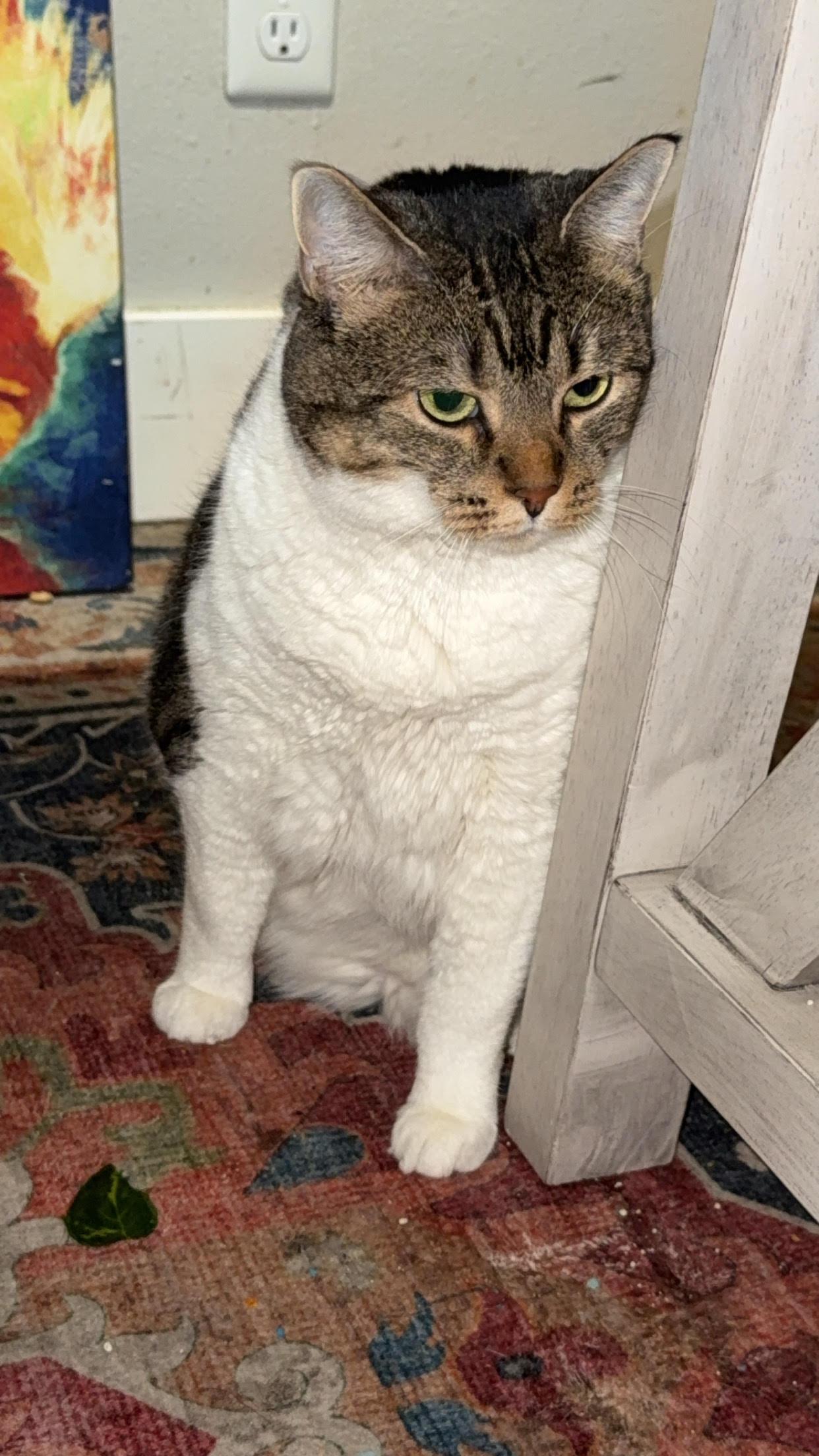 Enlarge Lucy, an adopted Tabby in Olympia, WA image 3/3