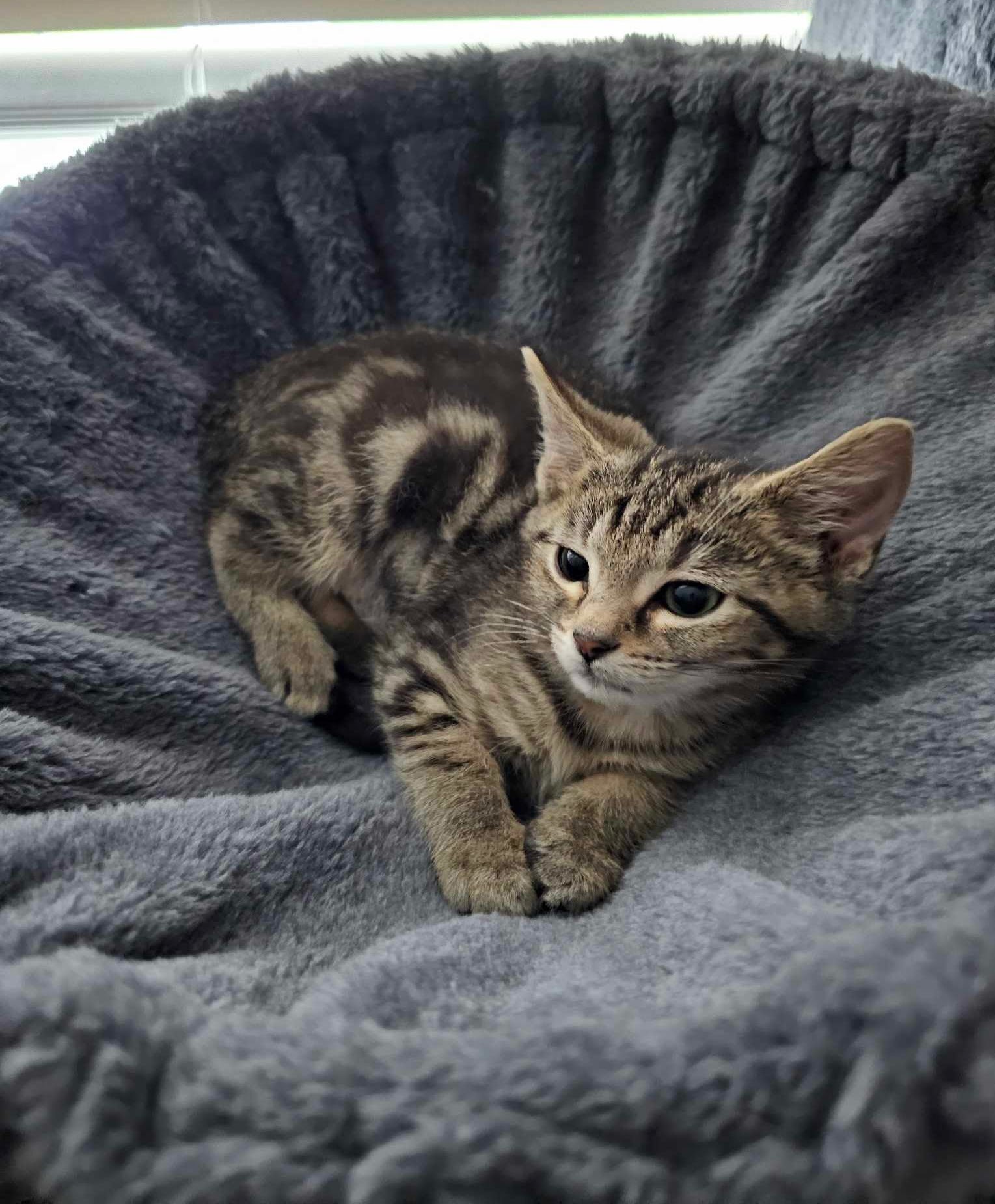 Enlarge Taffy, a Adopted mixed breed in Katy, TX image 1/2