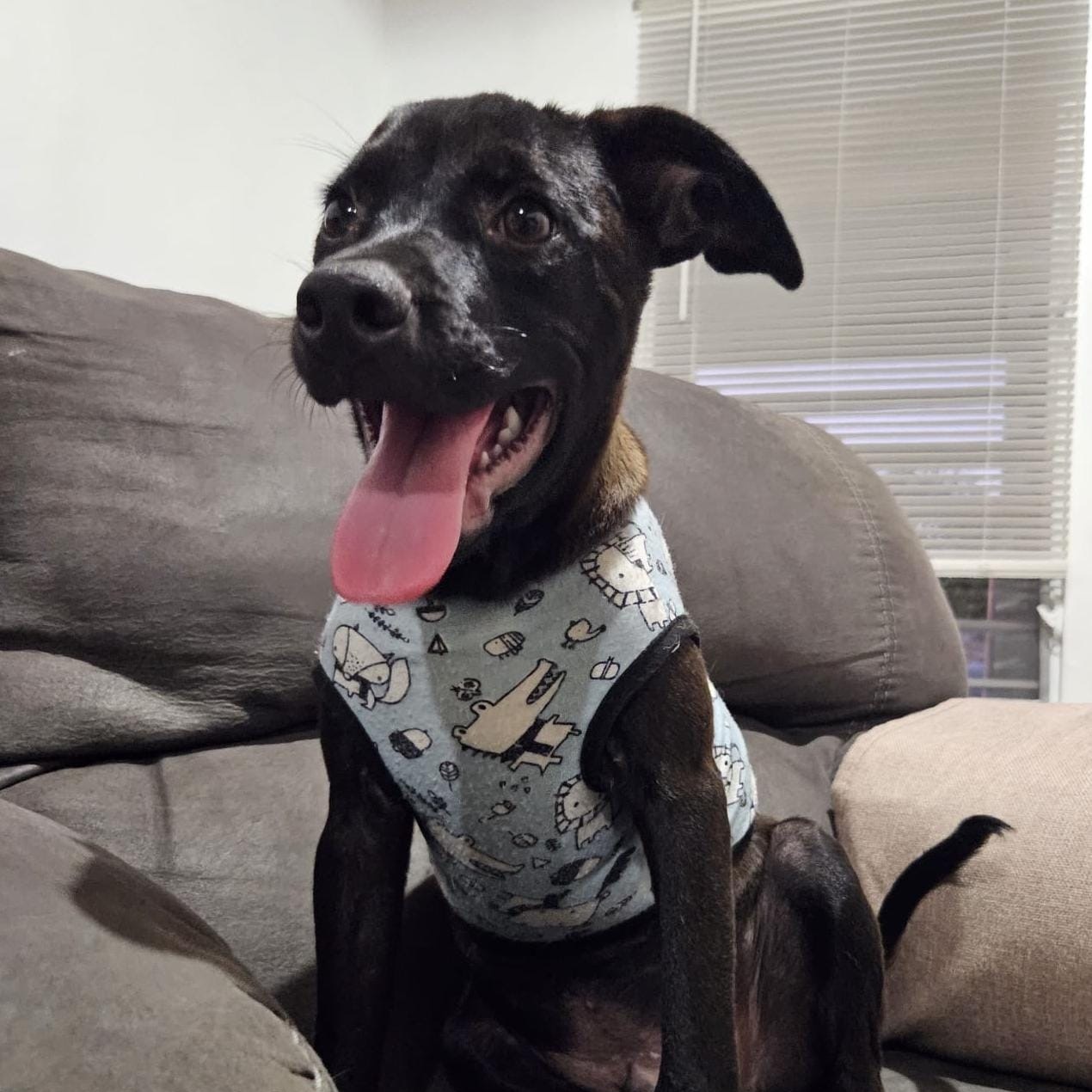 Enlarge BRUNO MAX "Happy to see you!" (Currently in Puerto Rico), a Adoptable Black Labrador Retriever in New York, NY image 1/6