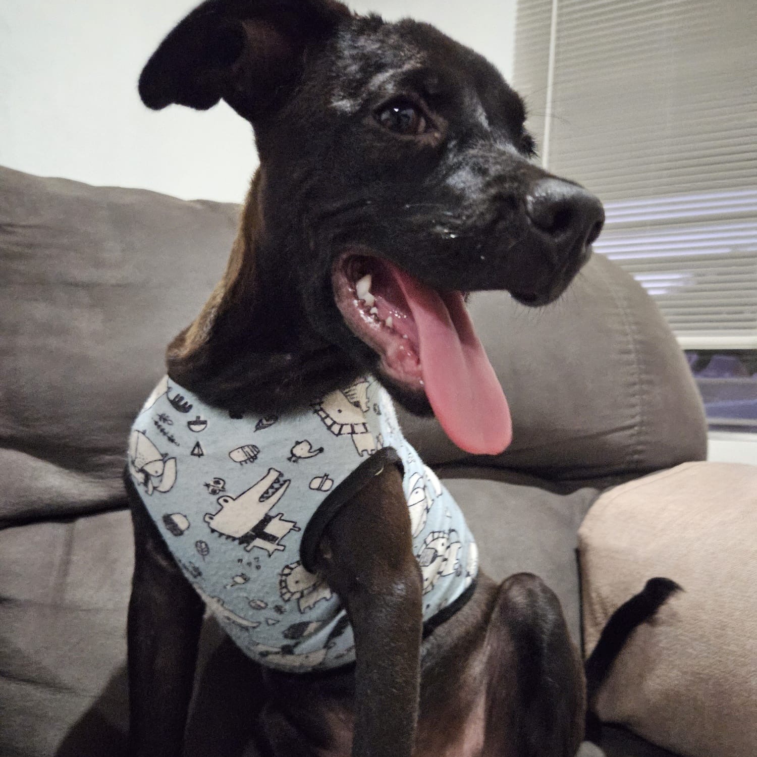 Enlarge BRUNO MAX "Happy to see you!" (Currently in Puerto Rico), a Adoptable Black Labrador Retriever in New York, NY image 2/6