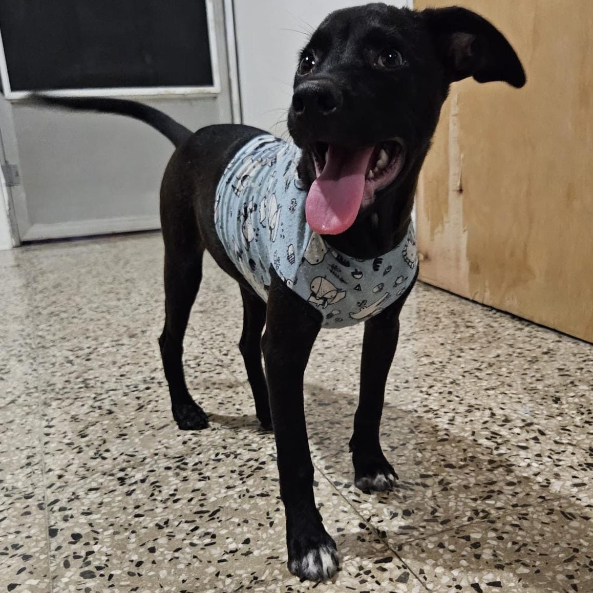 Enlarge BRUNO MAX "Happy to see you!" (Currently in Puerto Rico), a Adoptable Black Labrador Retriever in New York, NY image 3/6