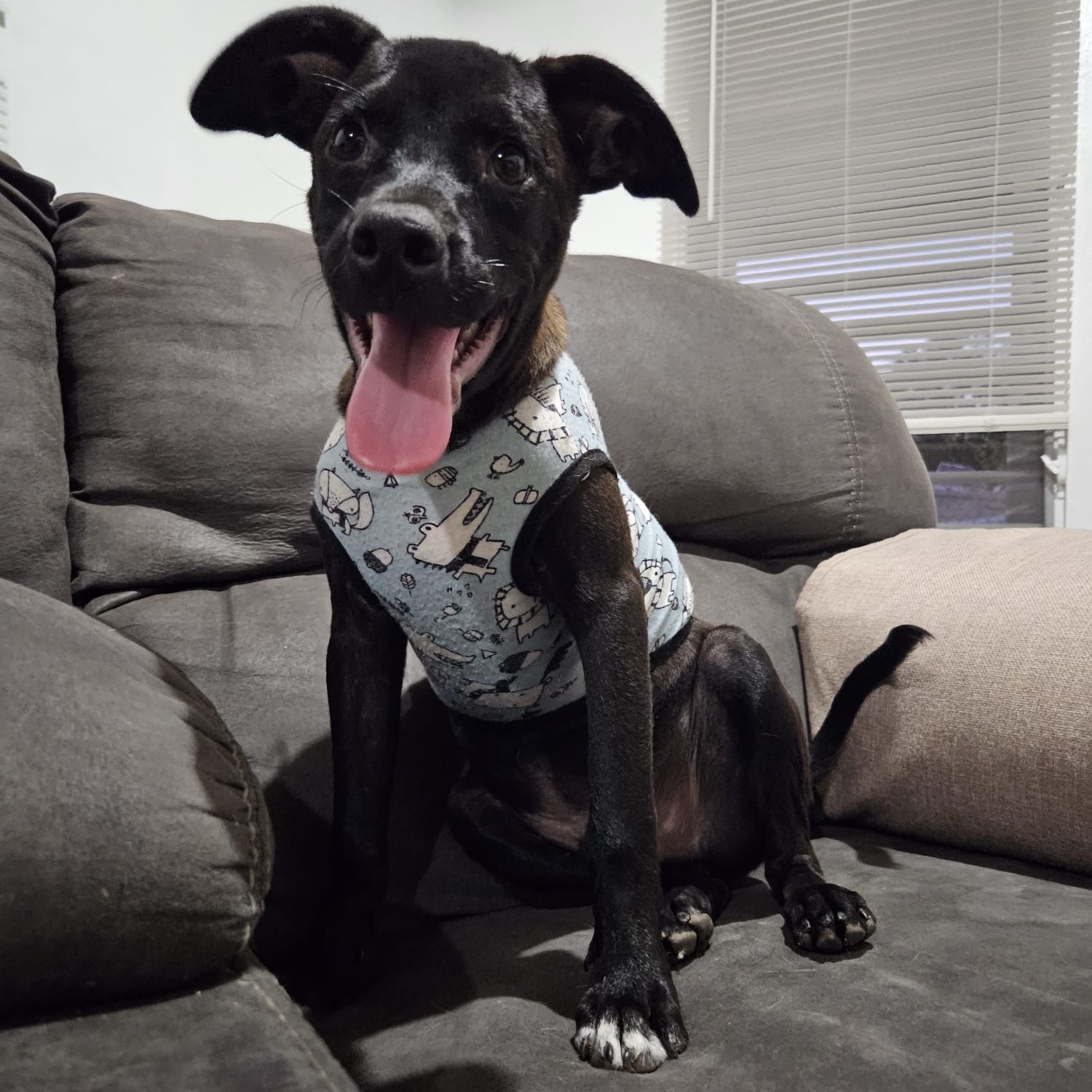 Enlarge BRUNO MAX "Happy to see you!" (Currently in Puerto Rico), a Adoptable Black Labrador Retriever in New York, NY image 4/6