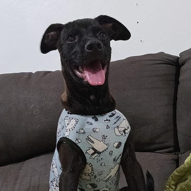 Enlarge BRUNO MAX "Happy to see you!" (Currently in Puerto Rico), a Adoptable Black Labrador Retriever in New York, NY image 5/6
