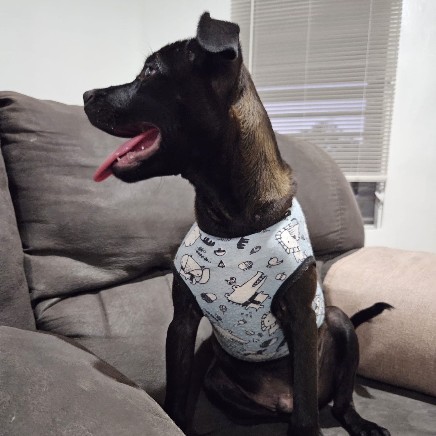 Enlarge BRUNO MAX "Happy to see you!" (Currently in Puerto Rico), a Adoptable Black Labrador Retriever in New York, NY image 6/6