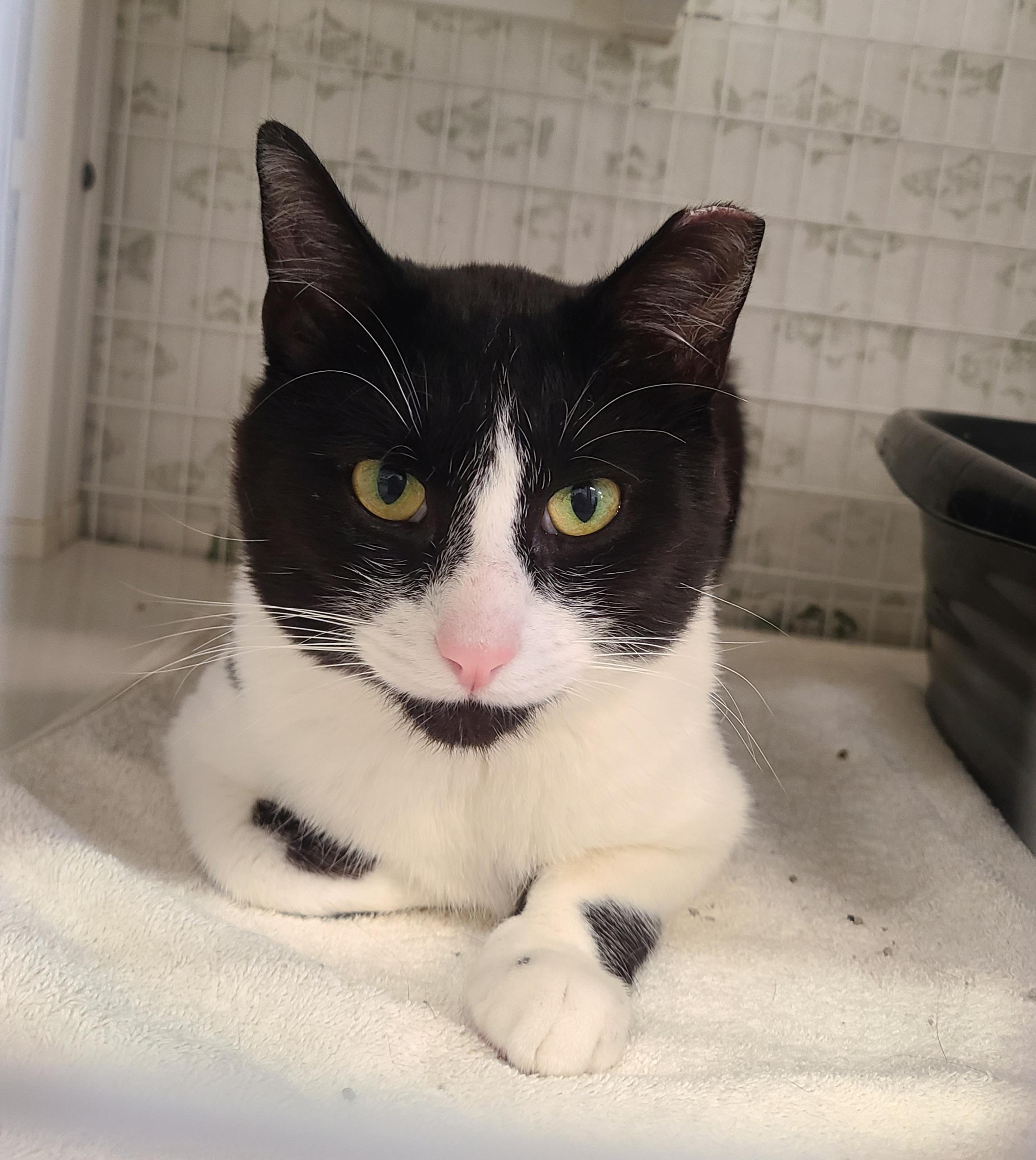 Enlarge Alfred, a ADOPTABLE Domestic Short Hair in Kirkland, WA image 1/1