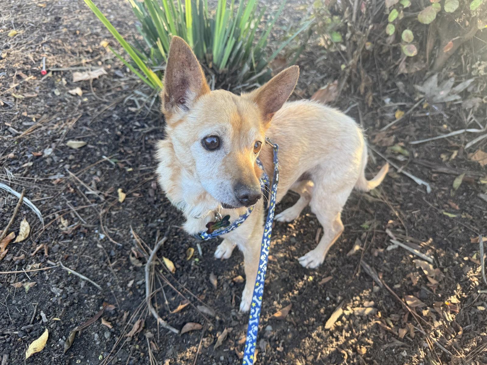 Enlarge Barrett, a Adopted mixed breed in Santa Clara, CA image 2/3