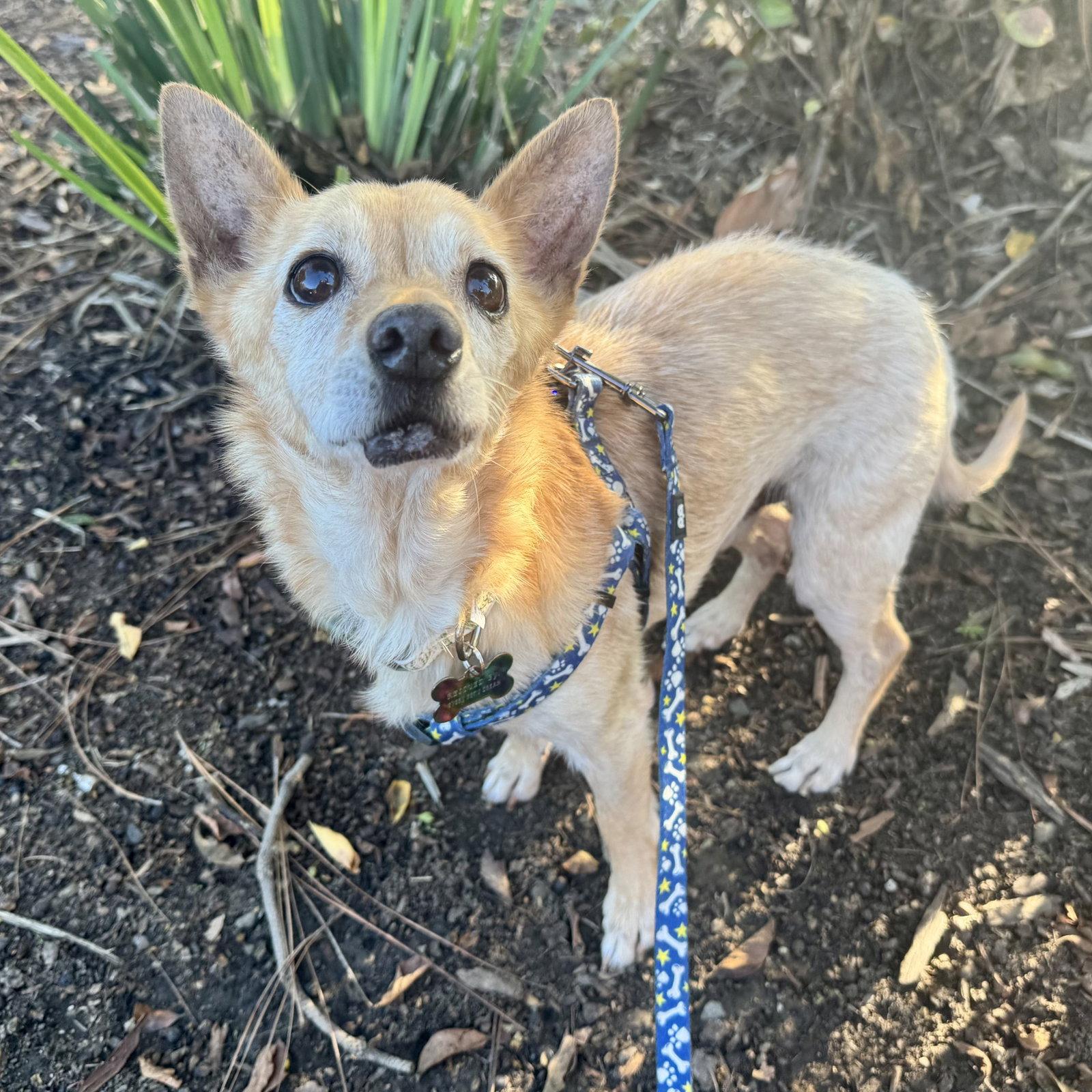 Enlarge Barrett, a Adopted mixed breed in Santa Clara, CA image 3/3