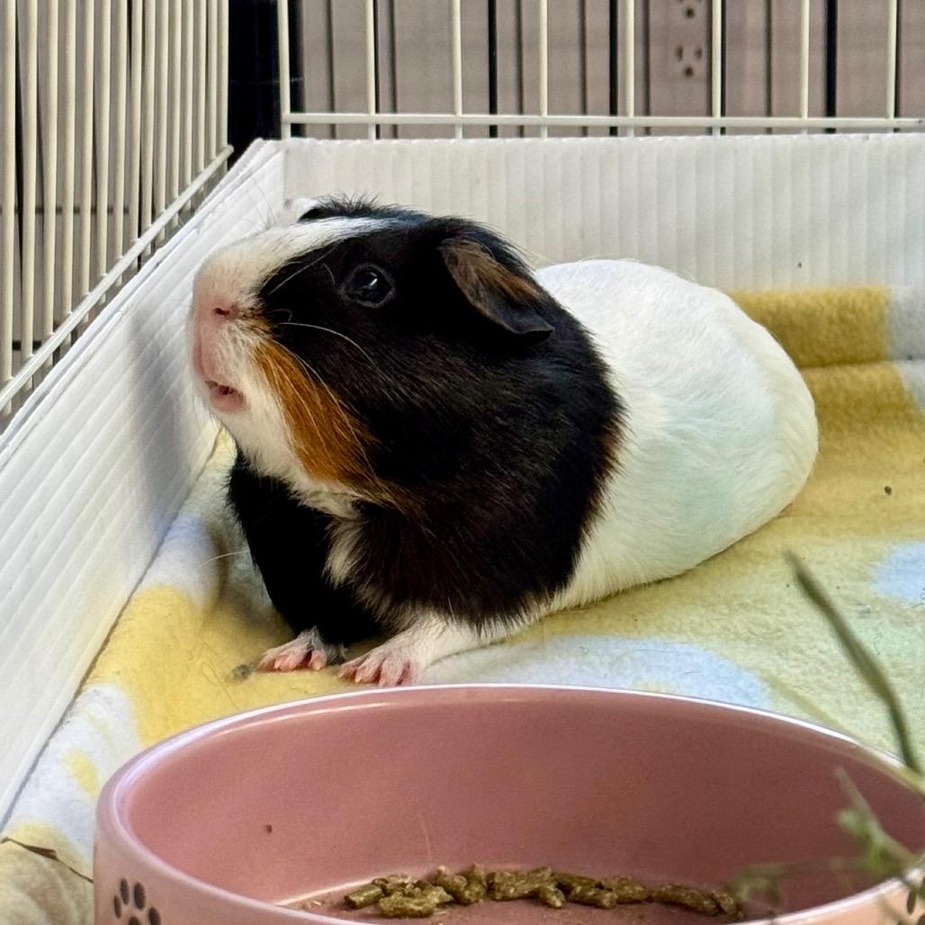Enlarge Nick, a Adoptable Guinea Pig in Miami, FL image 1/3