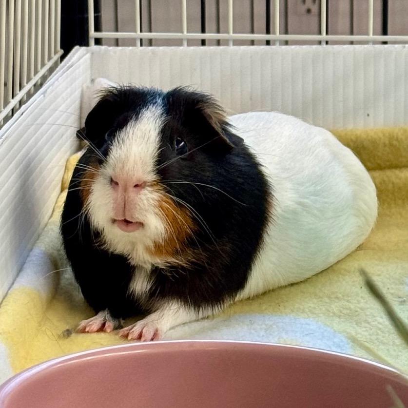 Enlarge Nick, a Adoptable Guinea Pig in Miami, FL image 2/3