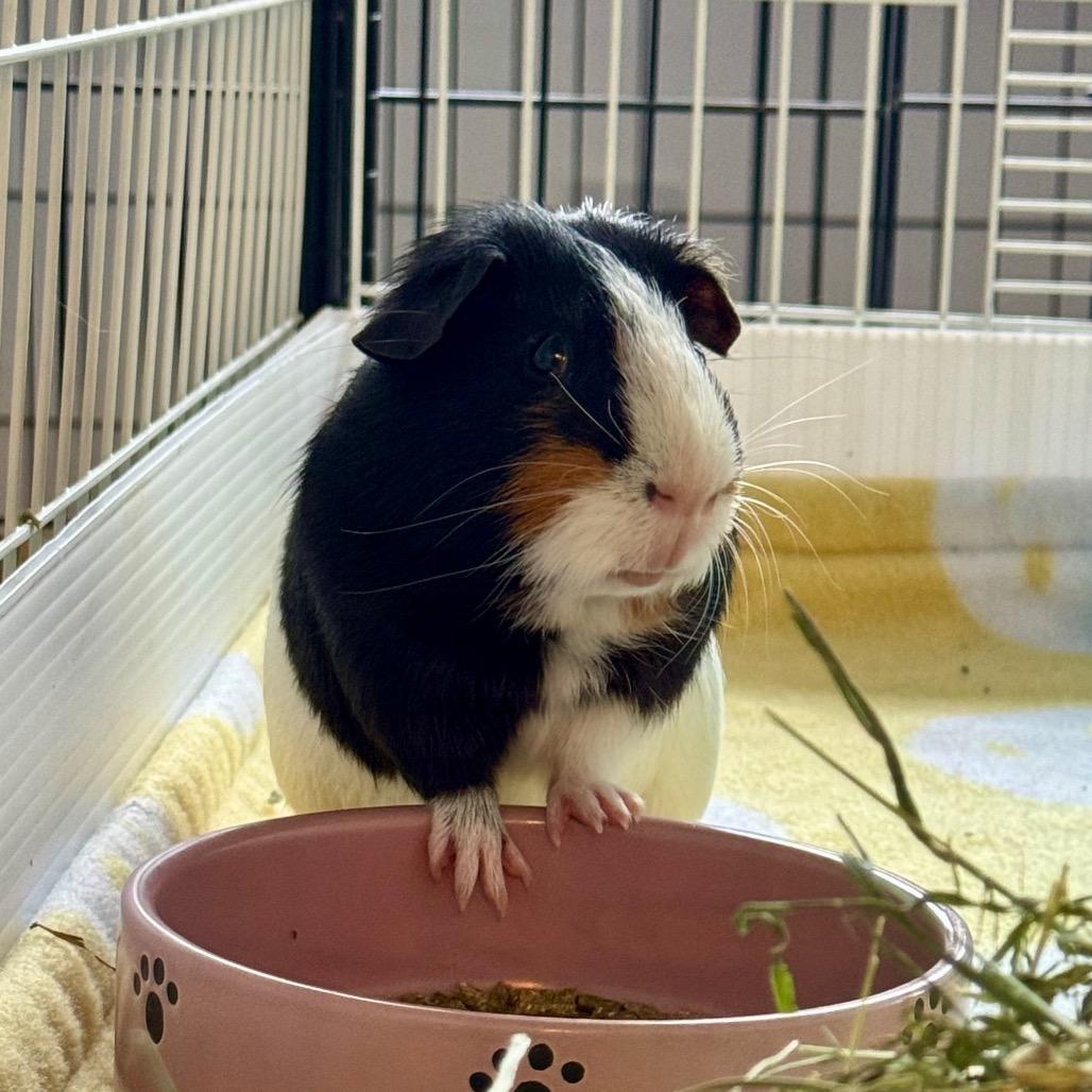 Enlarge Nick, a Adoptable Guinea Pig in Miami, FL image 3/3