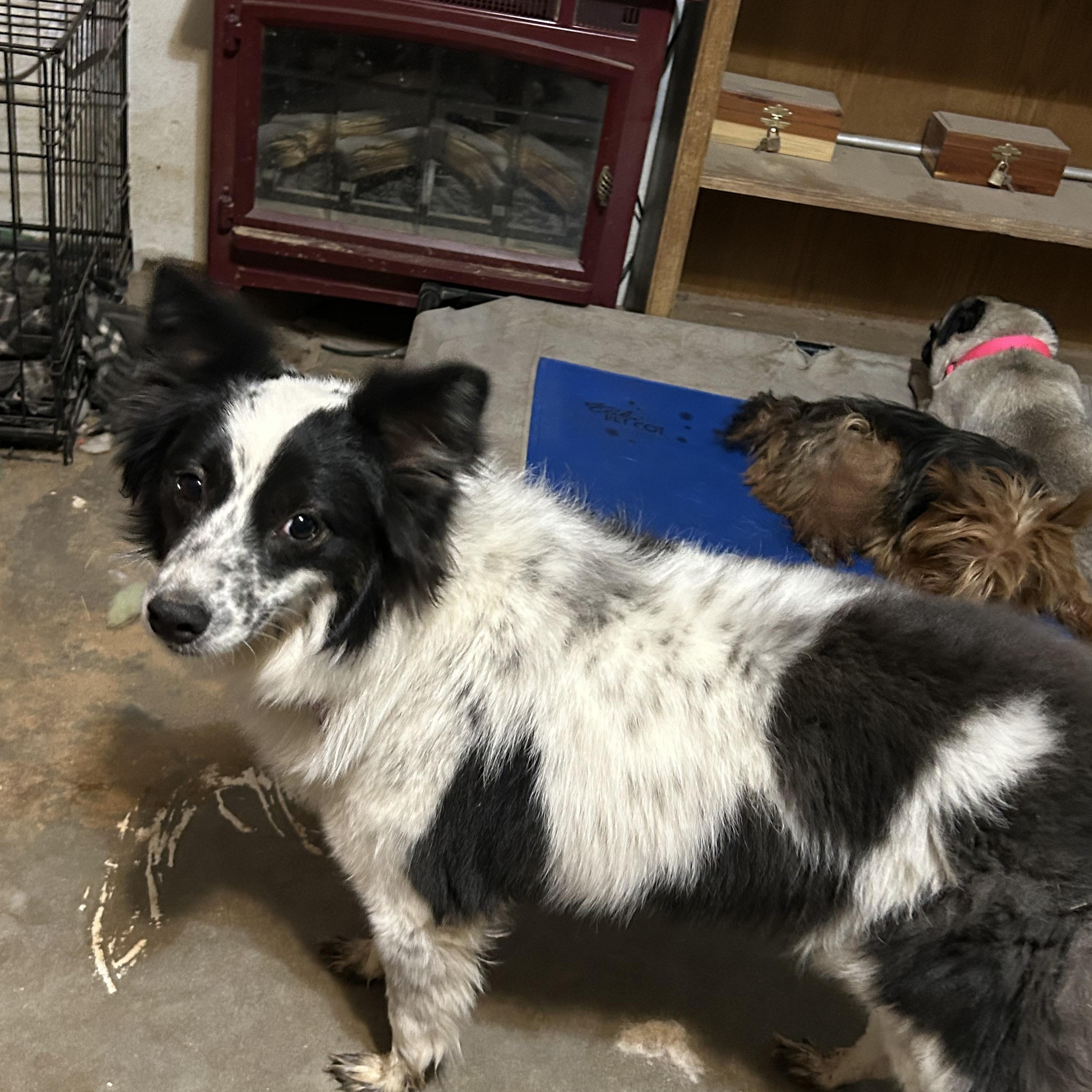 Enlarge SADIE, an adoptable Border Collie in Norco, CA image 1/3