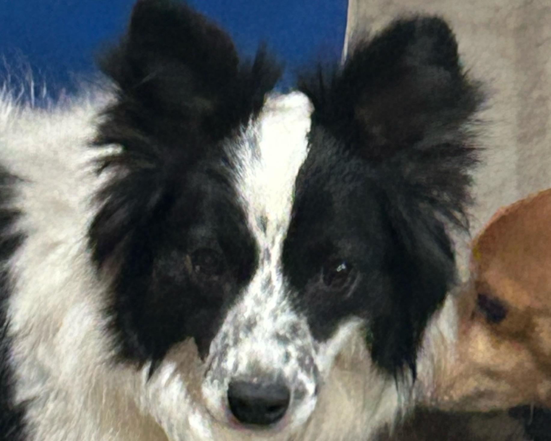 Enlarge SADIE, an adoptable Border Collie in Norco, CA image 2/3