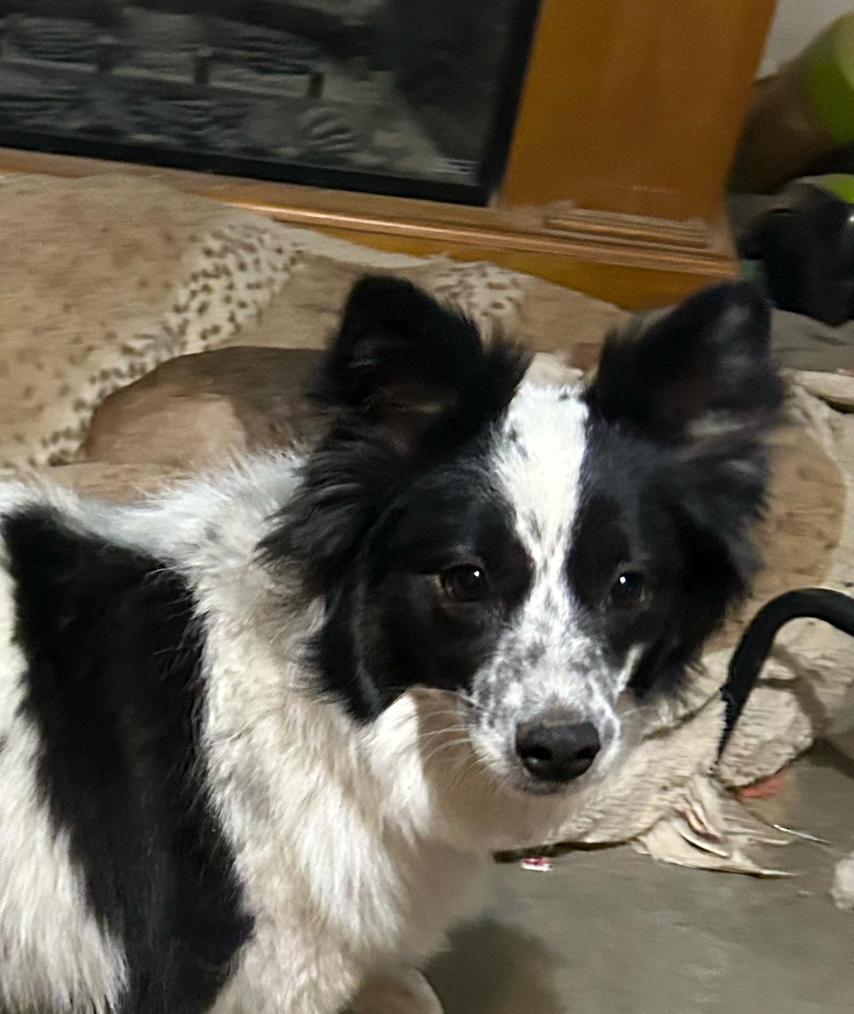 Enlarge SADIE, an adoptable Border Collie in Norco, CA image 3/3