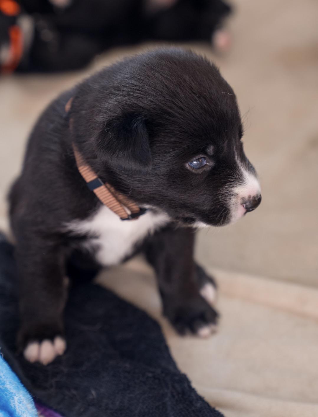 Enlarge Coco , a ADOPTABLE mixed breed in Tarzana, CA image 2/5
