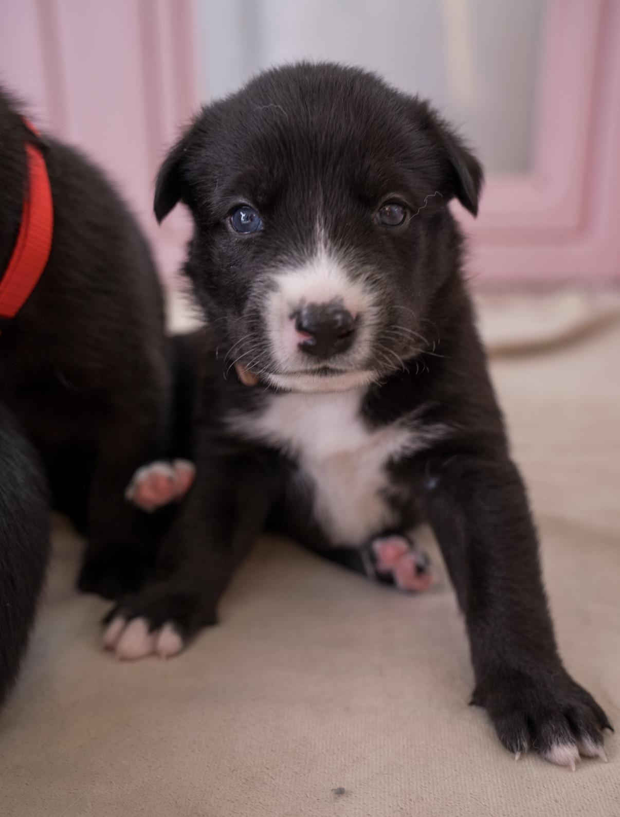 Enlarge Coco , a ADOPTABLE mixed breed in Tarzana, CA image 1/5