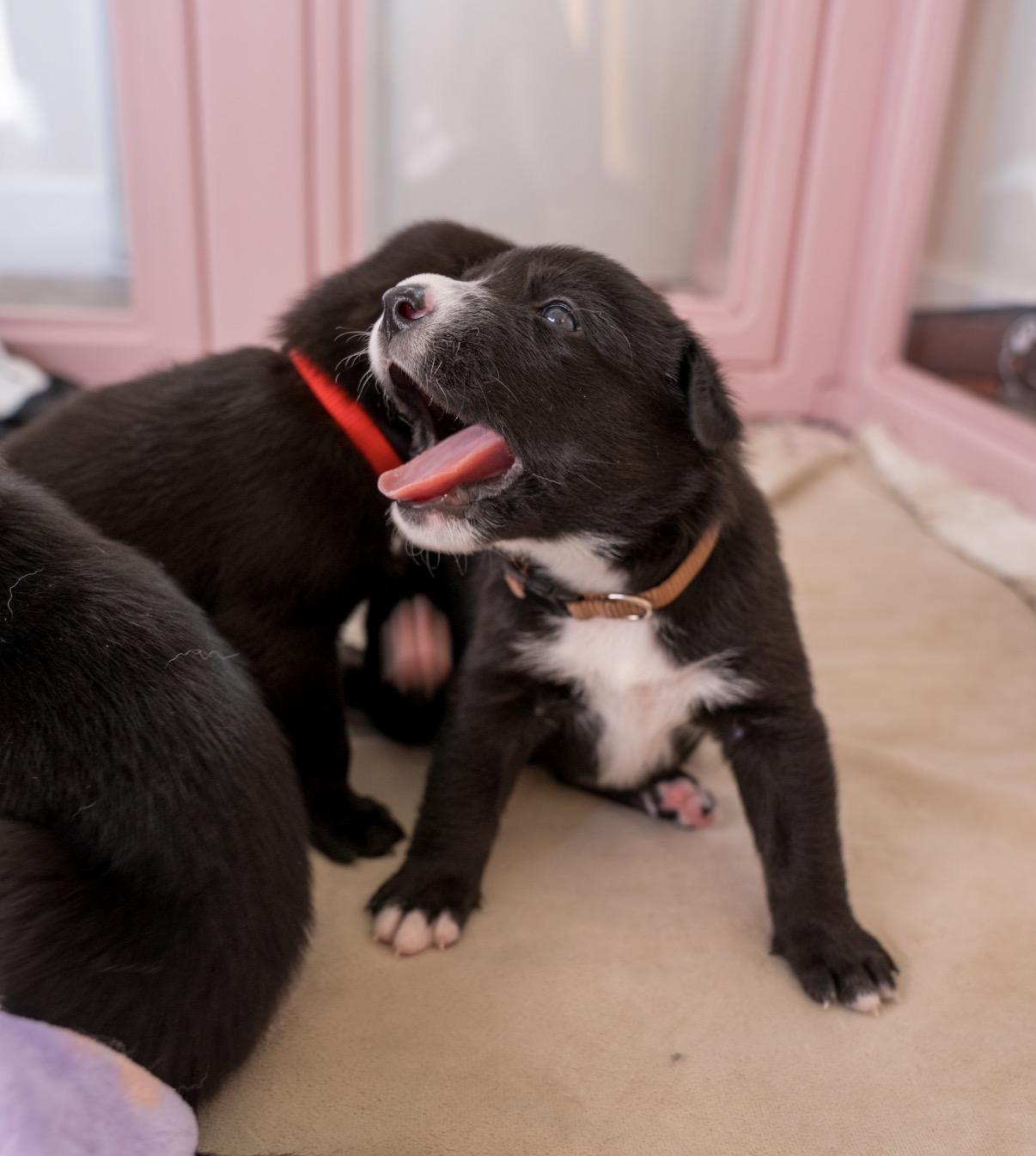 Enlarge Coco , a ADOPTABLE mixed breed in Tarzana, CA image 3/5