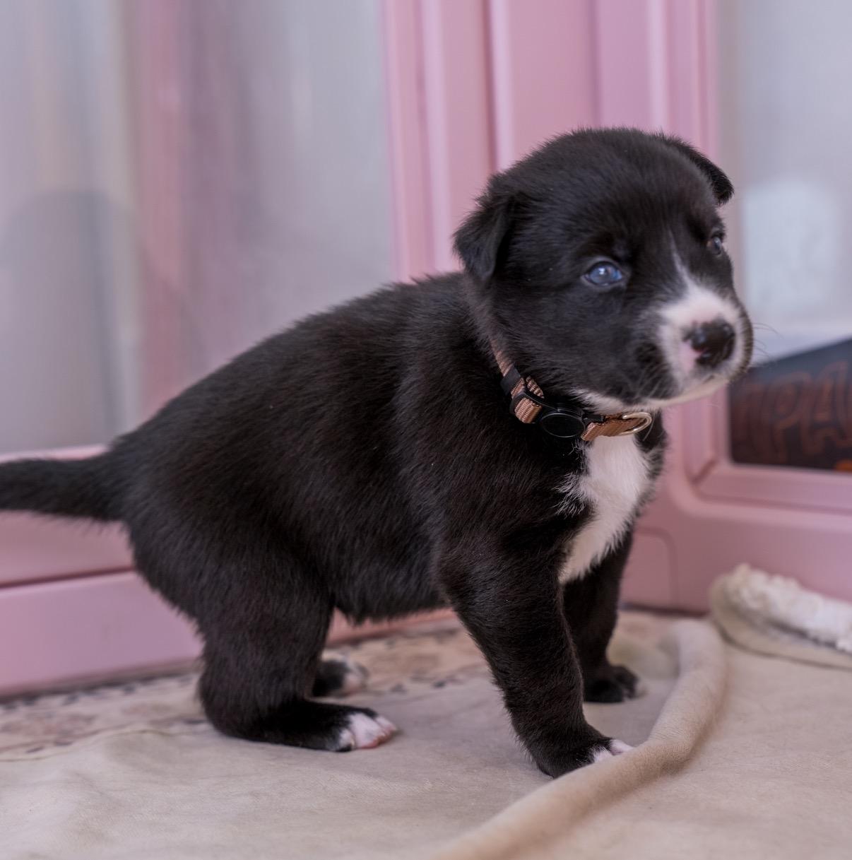 Enlarge Coco , a ADOPTABLE mixed breed in Tarzana, CA image 4/5