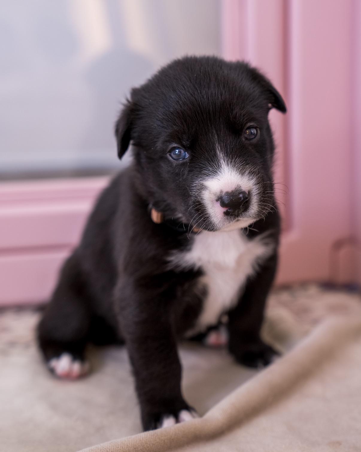Enlarge Coco , a ADOPTABLE mixed breed in Tarzana, CA image 5/5