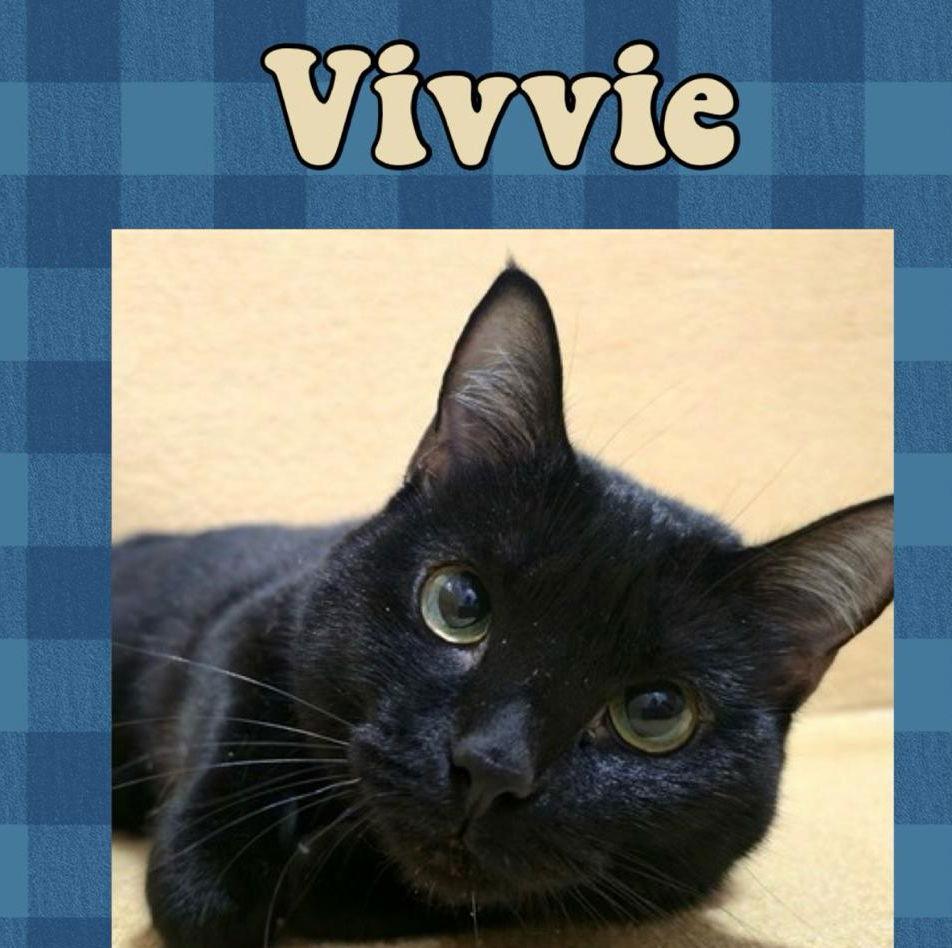 Vivvie NC, Adoptable, Adult Female Domestic Short Hair.