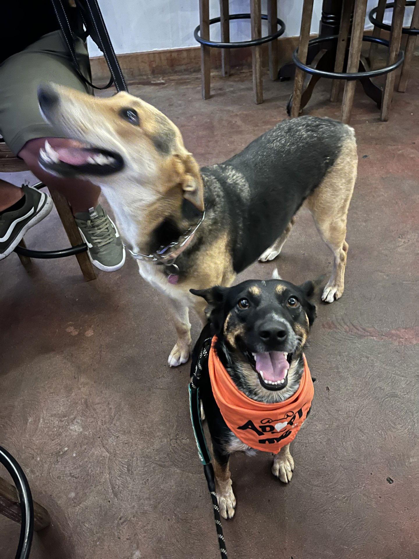 Enlarge Dutch, a Adoptable Cattle Dog in San Bernardino, CA image 1/3