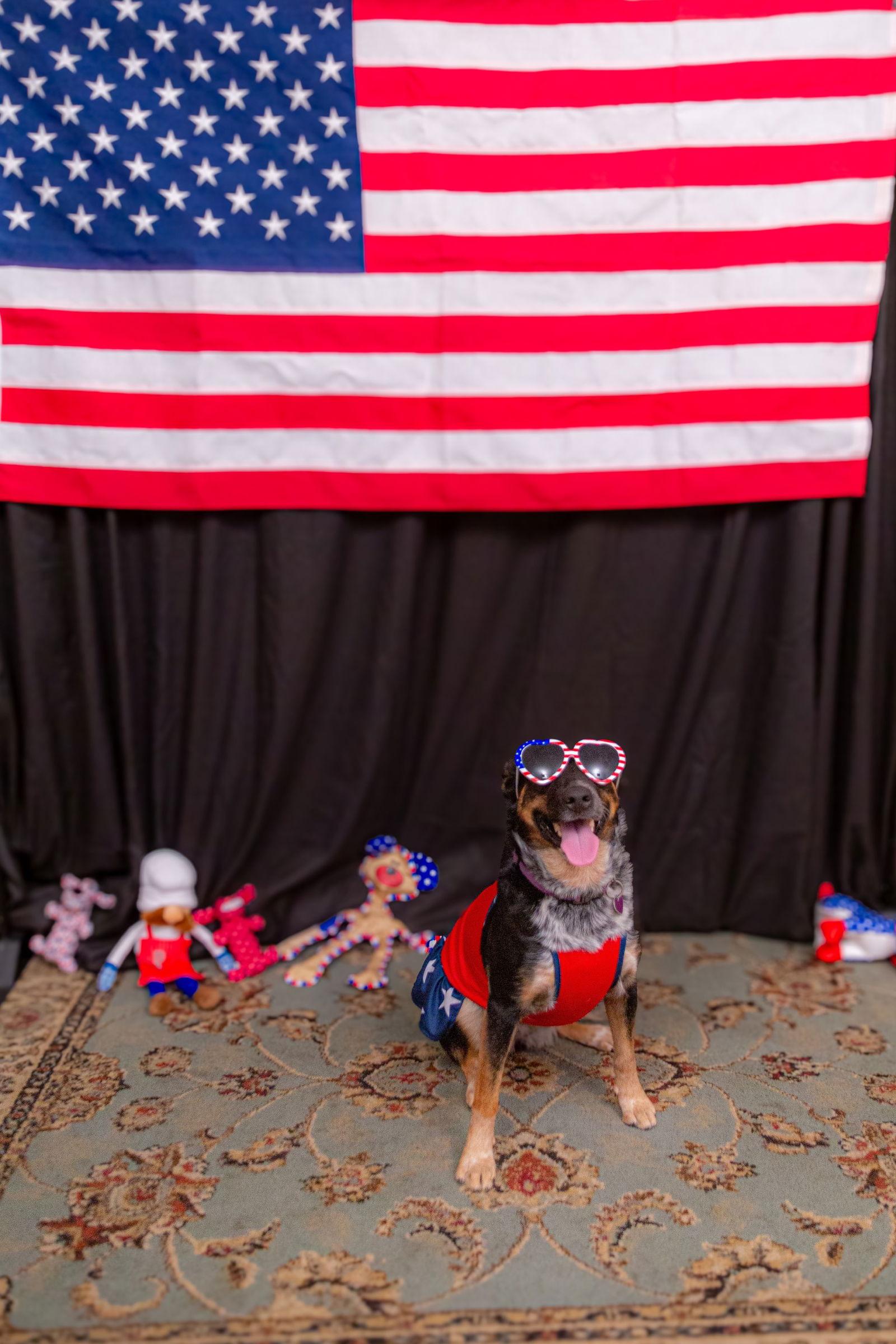 Enlarge Dutch, a Adoptable Cattle Dog in San Bernardino, CA image 2/3