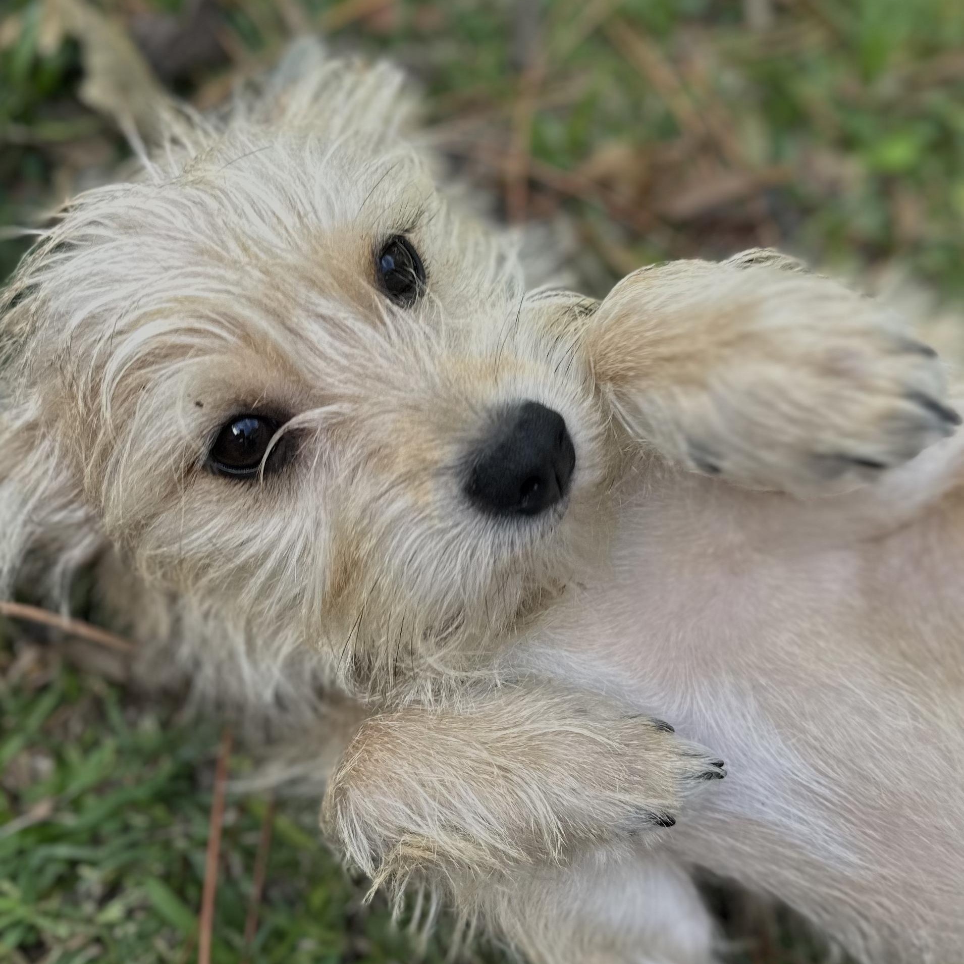 Enlarge Charlie, an adopted mixed breed in Clinton, NC image 3/3