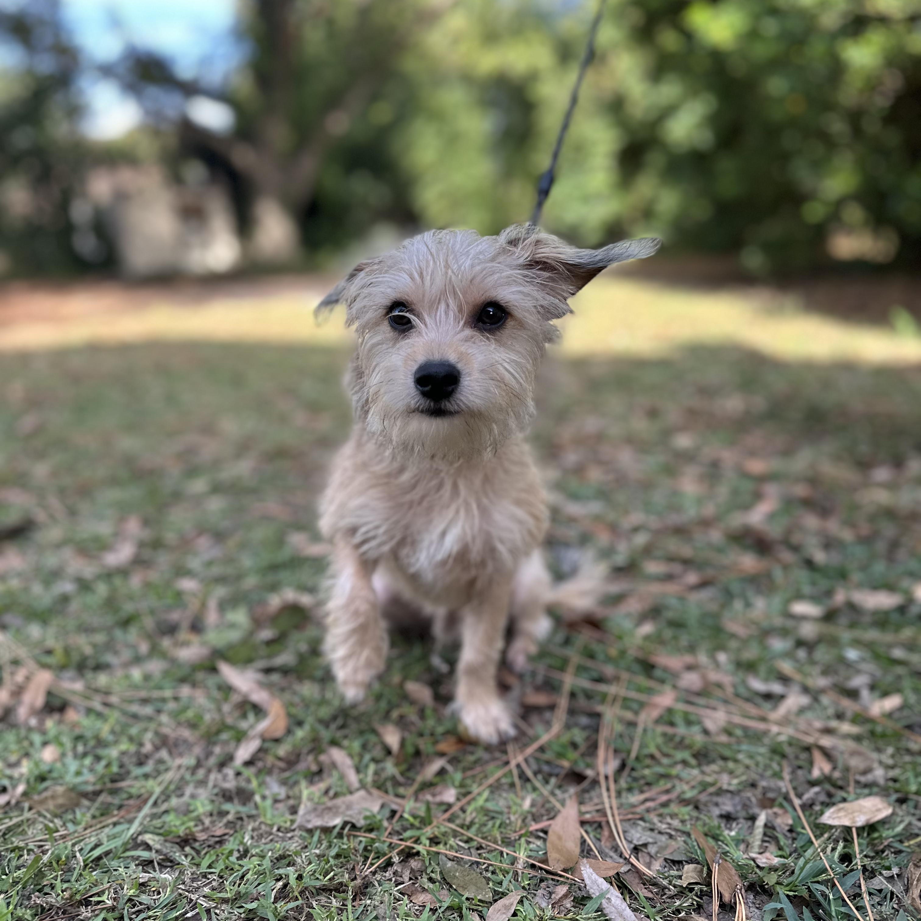 Enlarge Charlie, an adopted mixed breed in Clinton, NC image 2/3