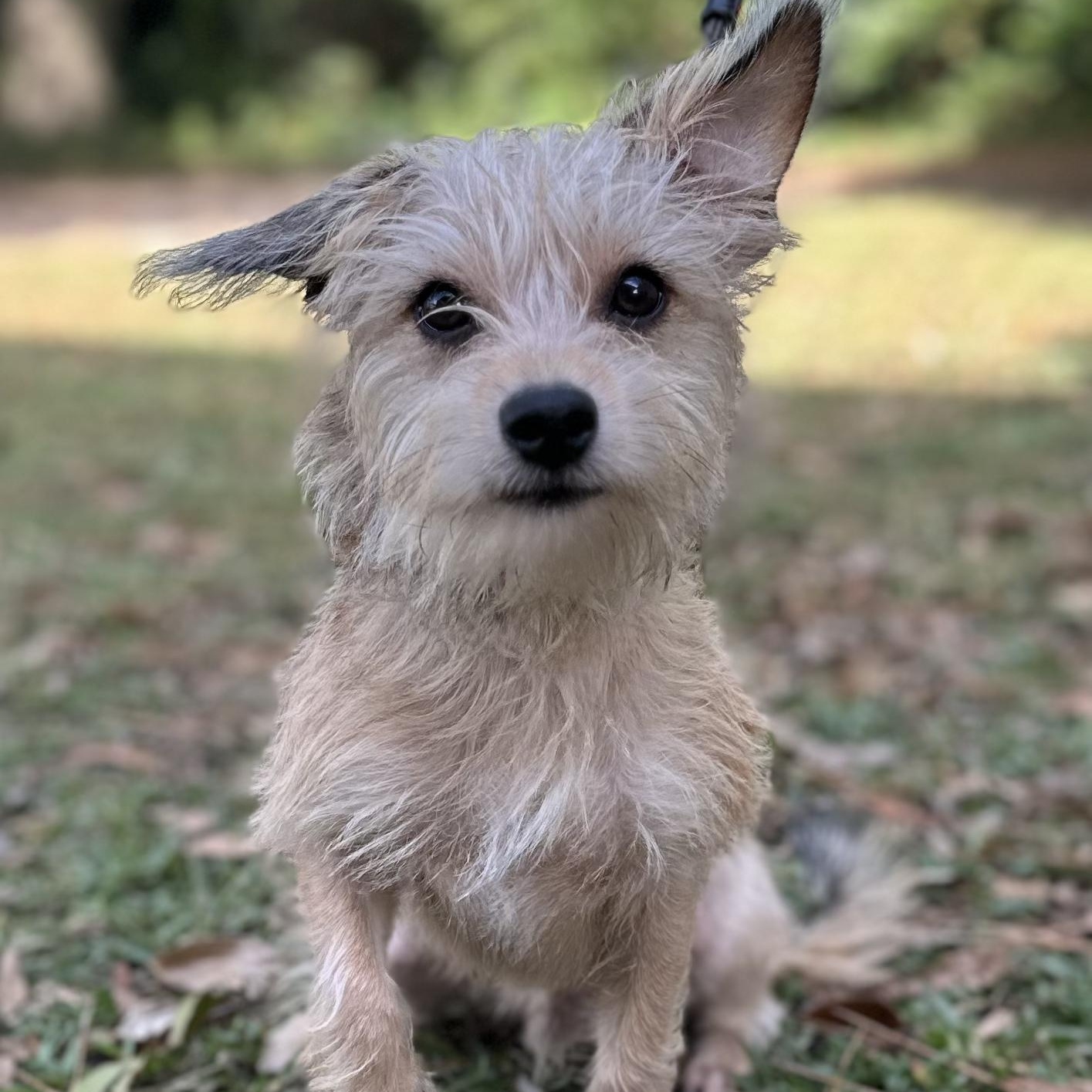 Charlie, adopted, Young Male Border Terrier.