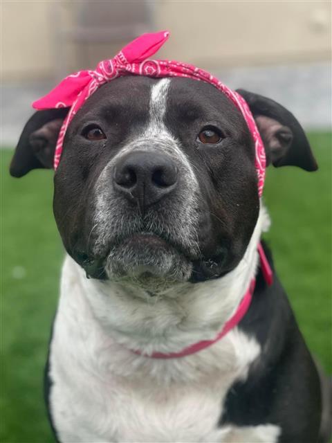 Enlarge BESSIE (AKA LUNA), a Adoptable mixed breed in Tucson, AZ image 1/1