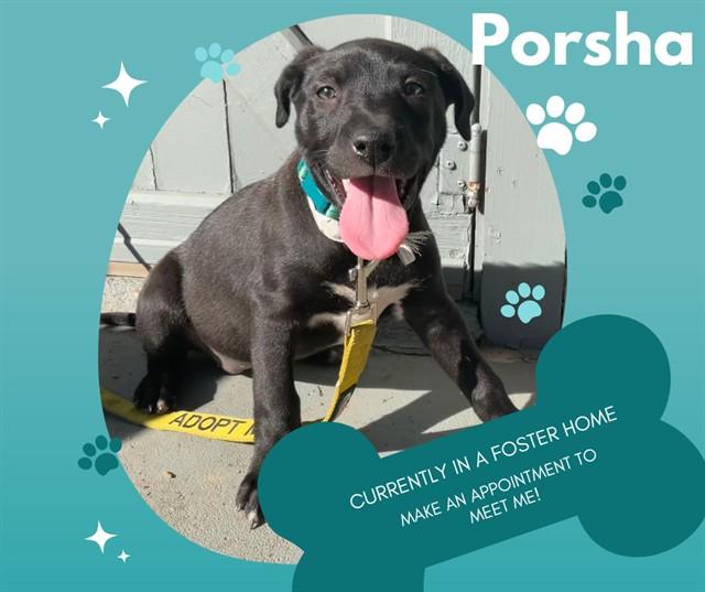 PORSHA, Adoptable, Puppy Female Pit Bull Terrier.