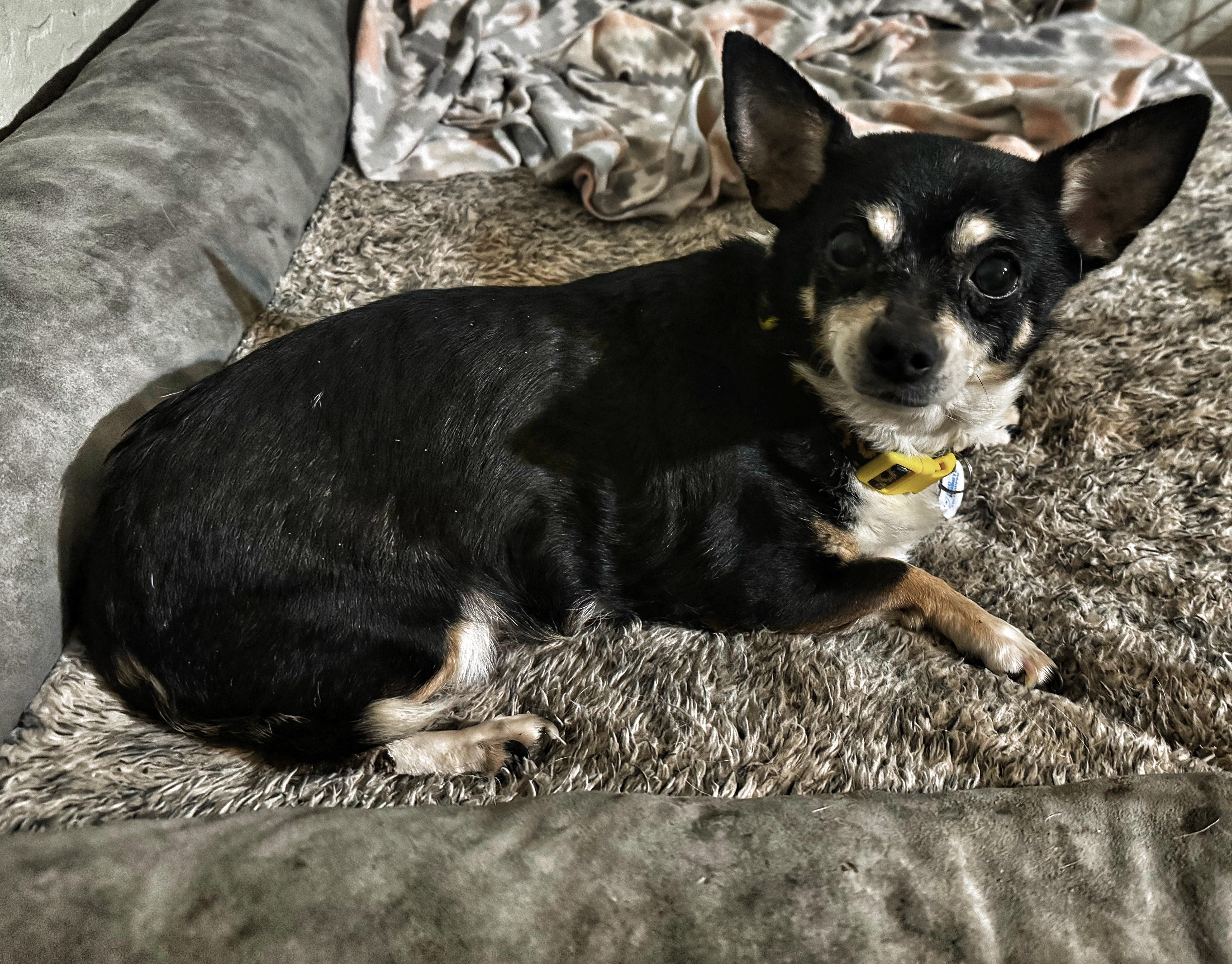 Semper Fi, Adopted, Senior Female Miniature Pinscher & Chihuahua.