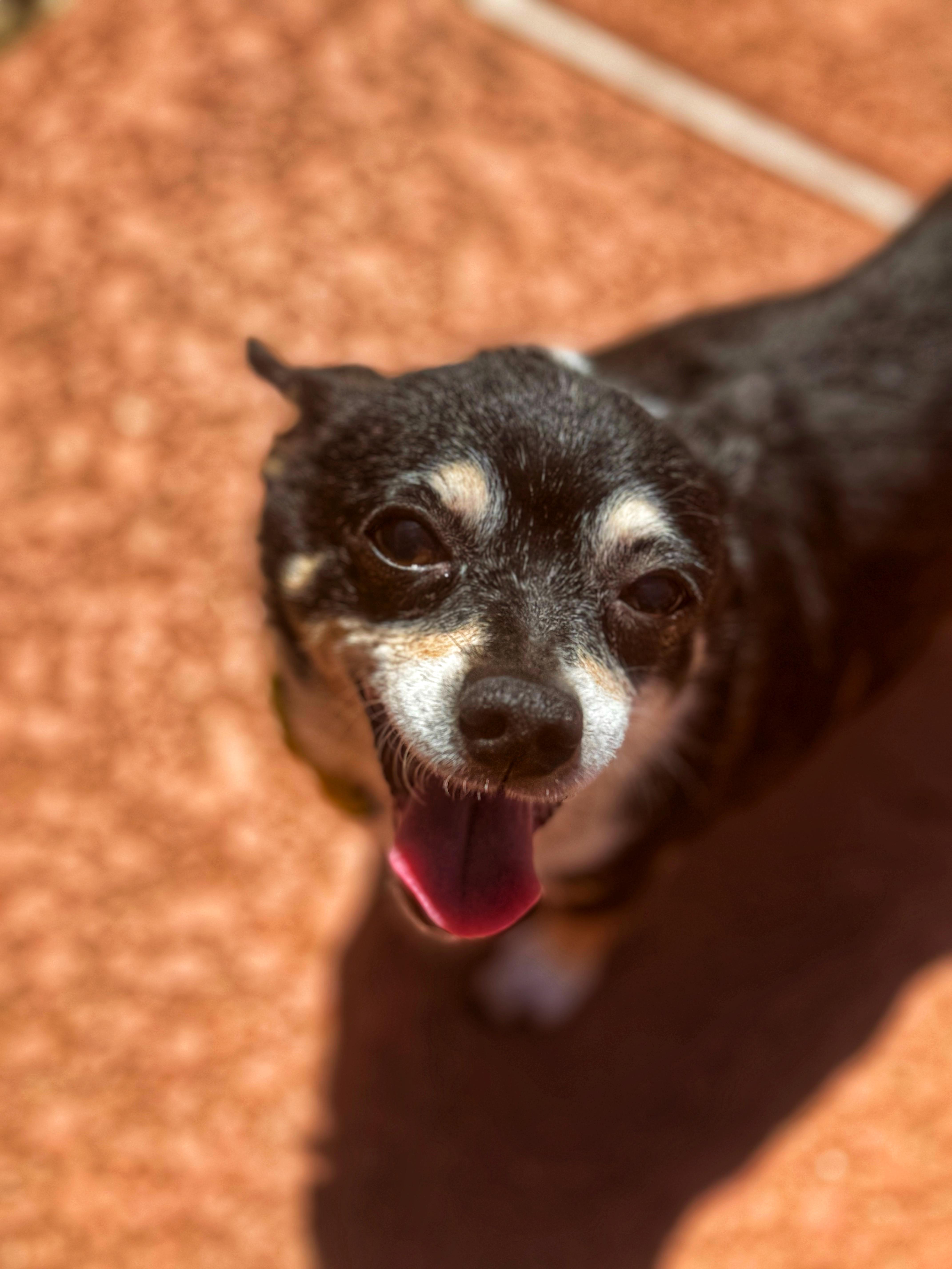 Enlarge Semper Fi, a Adopted mixed breed in Goodyear, AZ image 2/6