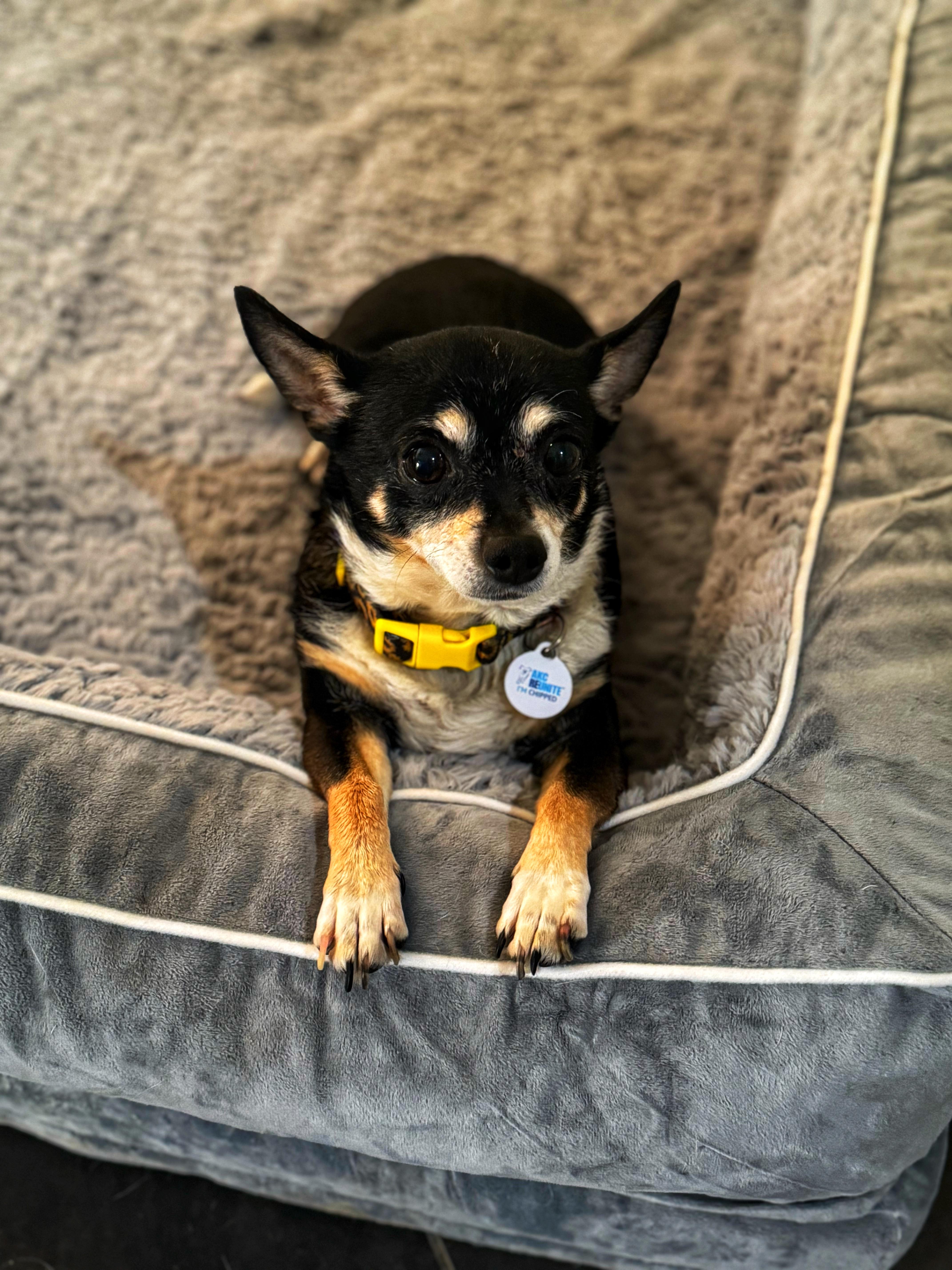 Enlarge Semper Fi, a Adopted mixed breed in Goodyear, AZ image 3/6