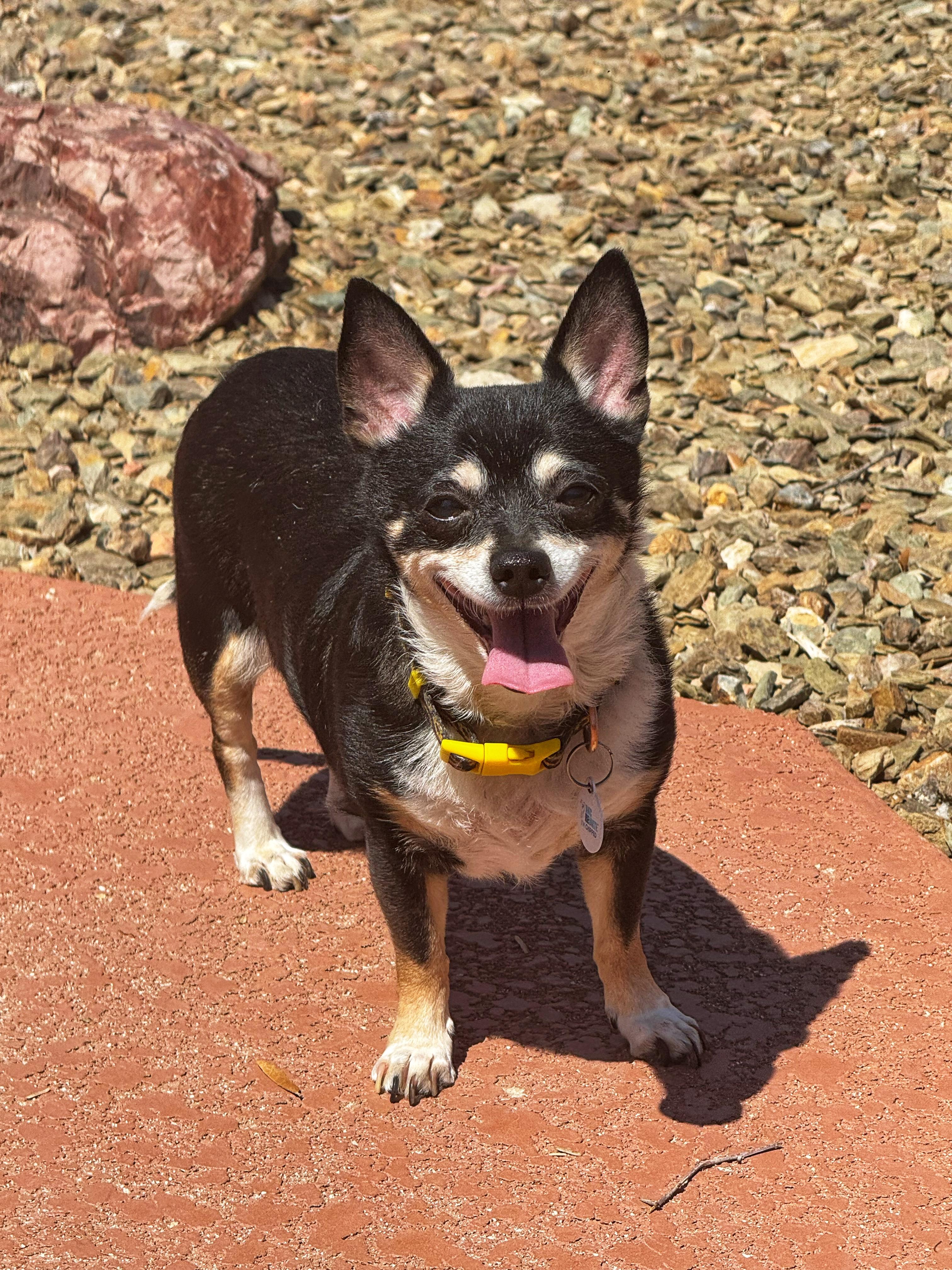 Enlarge Semper Fi, a Adopted mixed breed in Goodyear, AZ image 4/6
