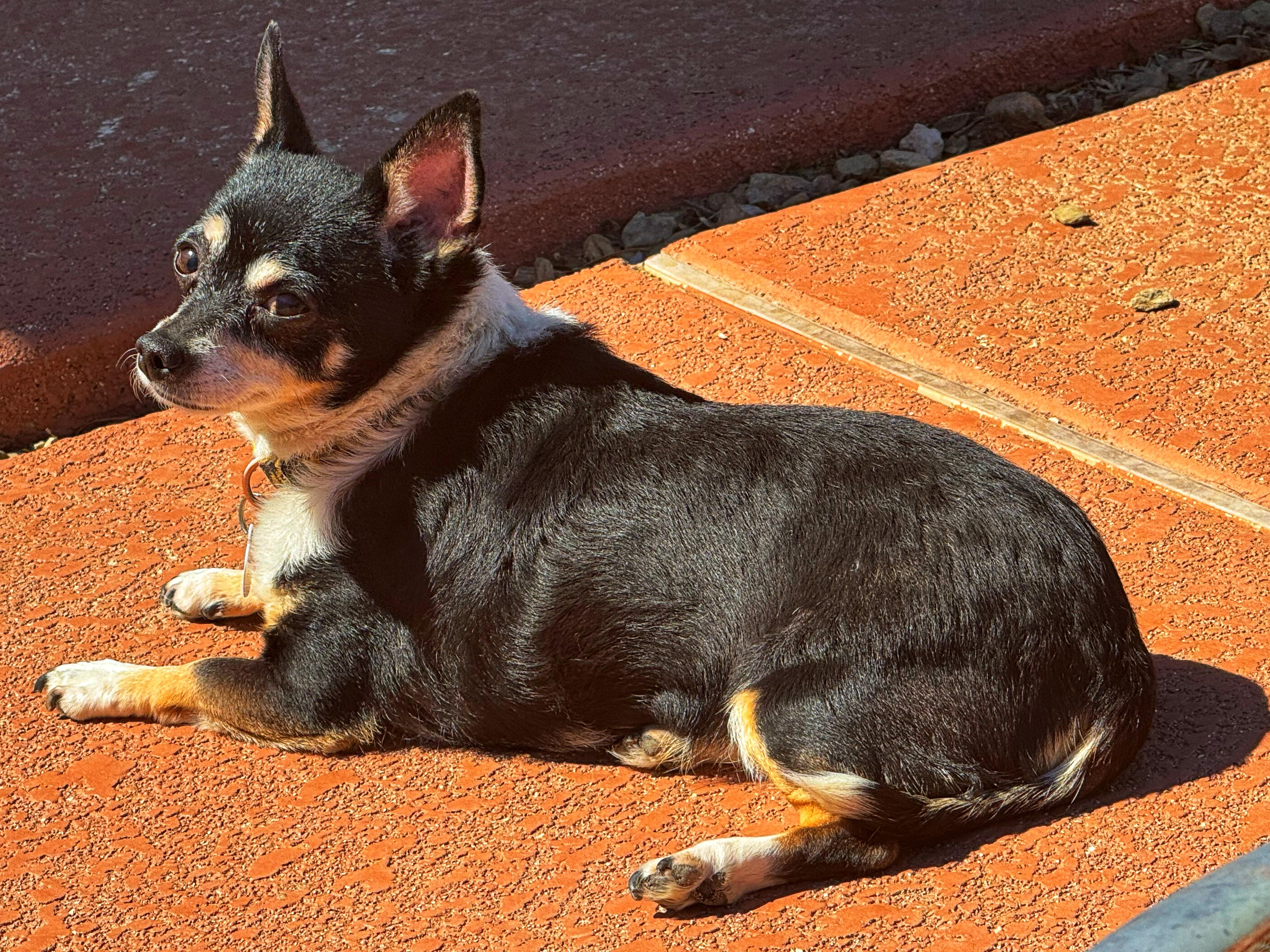 Enlarge Semper Fi, a Adopted mixed breed in Goodyear, AZ image 5/6