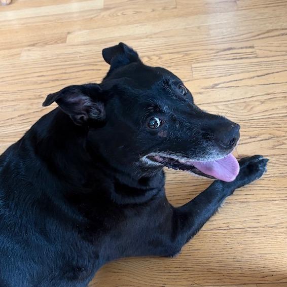 Boo, Adoptable, Senior Female Black Labrador Retriever.
