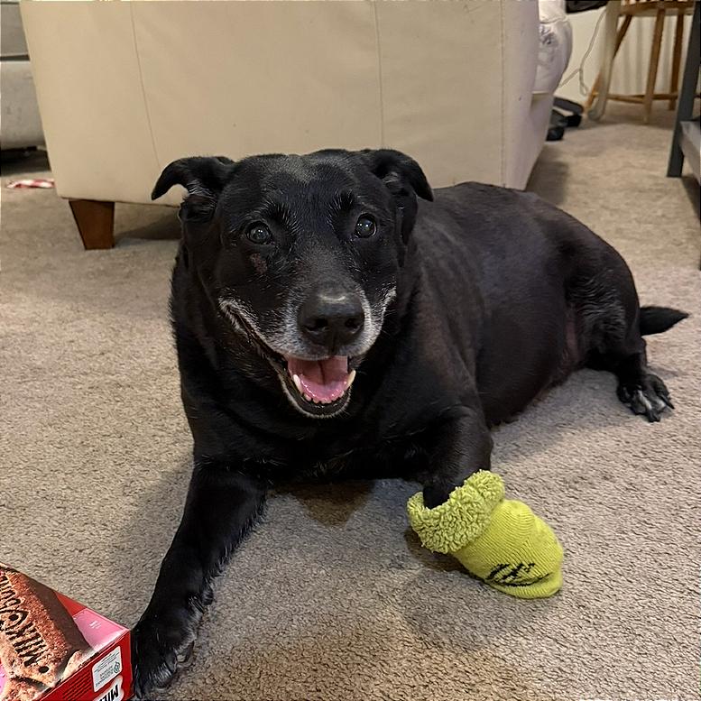 Boo, a Adoptable Black Labrador Retriever in Corvallis, OR image 2/6