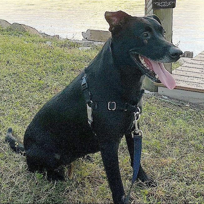 Boo, a Adoptable Black Labrador Retriever in Corvallis, OR image 5/6