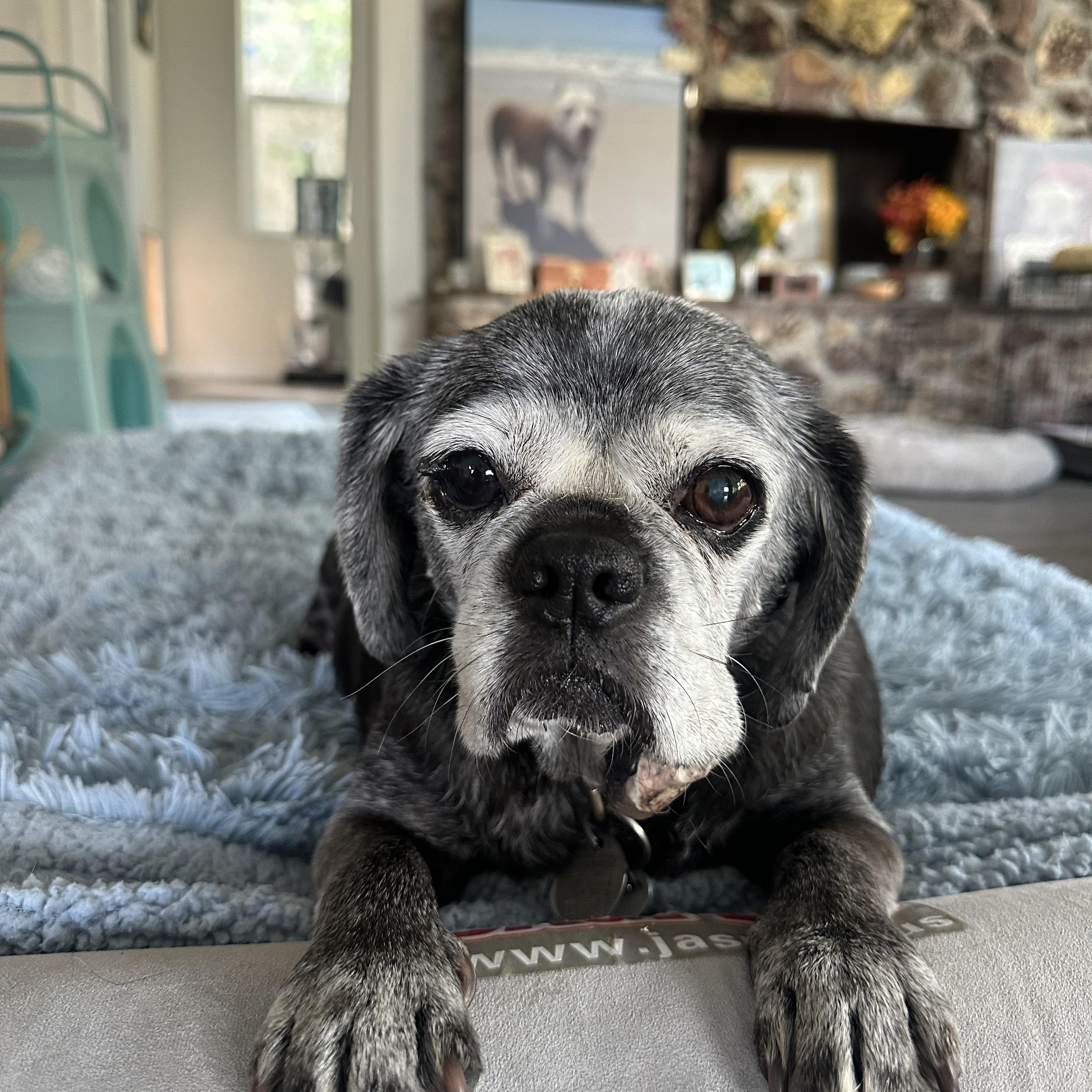 Brooklyn, a ADOPTABLE mixed breed in Camarillo, CA image 2/5