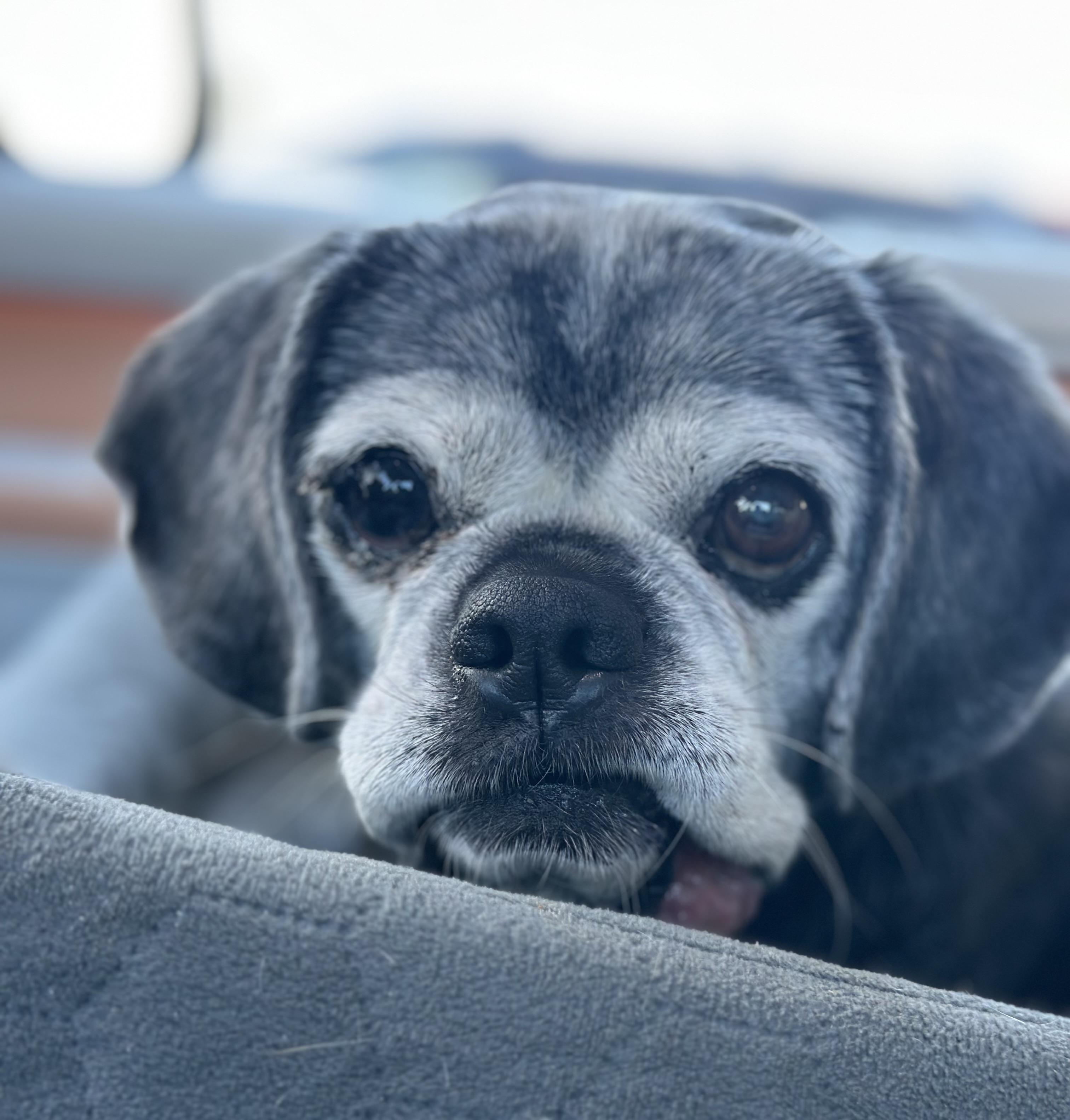 Brooklyn, a ADOPTABLE mixed breed in Camarillo, CA image 1/5