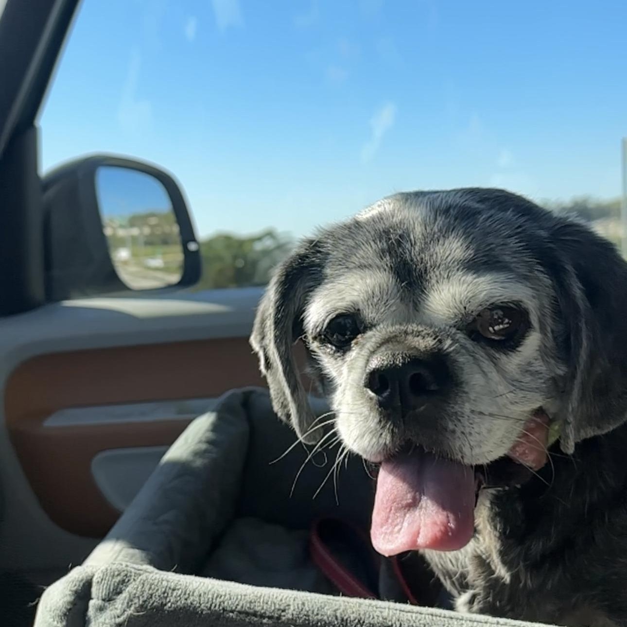 Brooklyn, a ADOPTABLE mixed breed in Camarillo, CA image 4/5