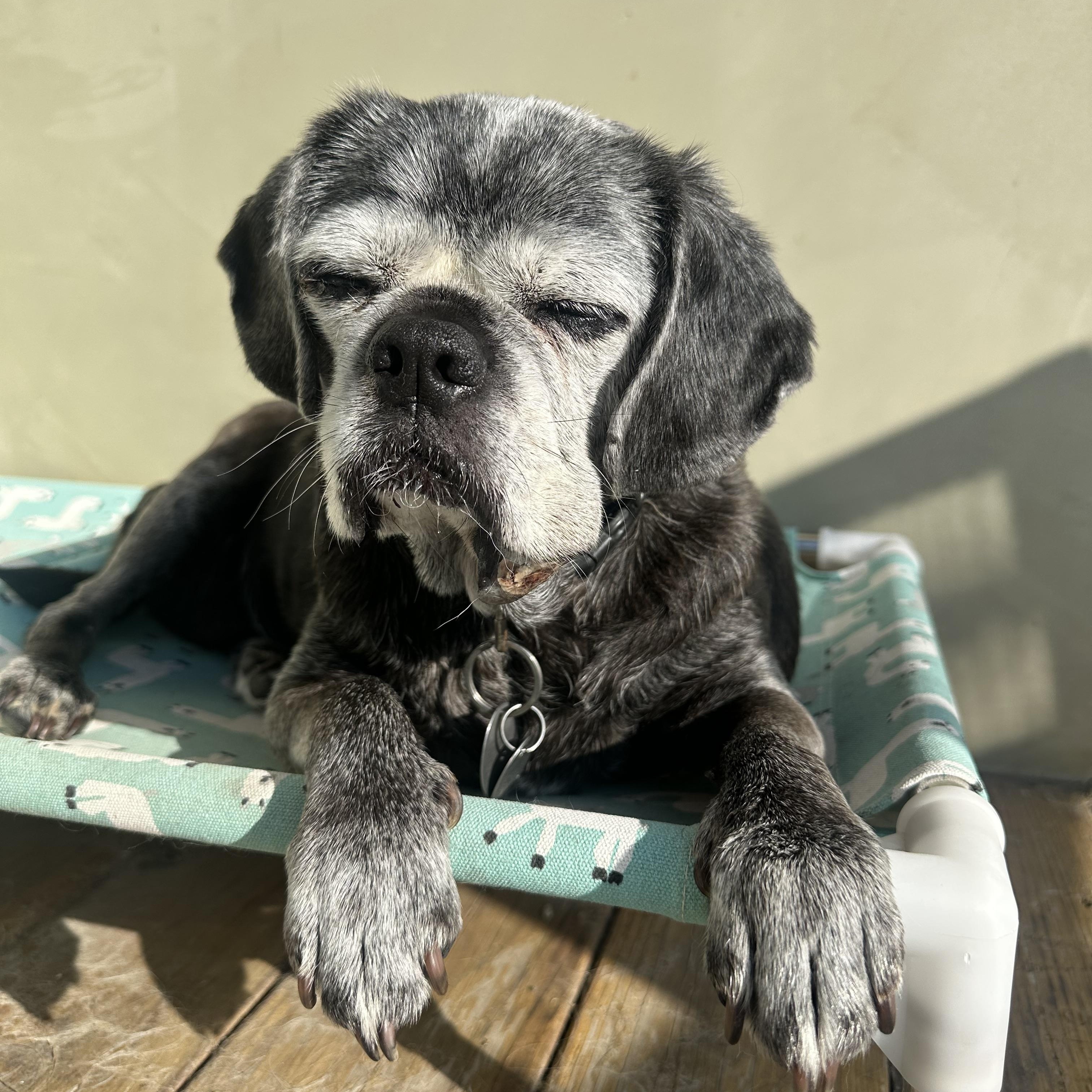 Brooklyn, a ADOPTABLE mixed breed in Camarillo, CA image 3/5