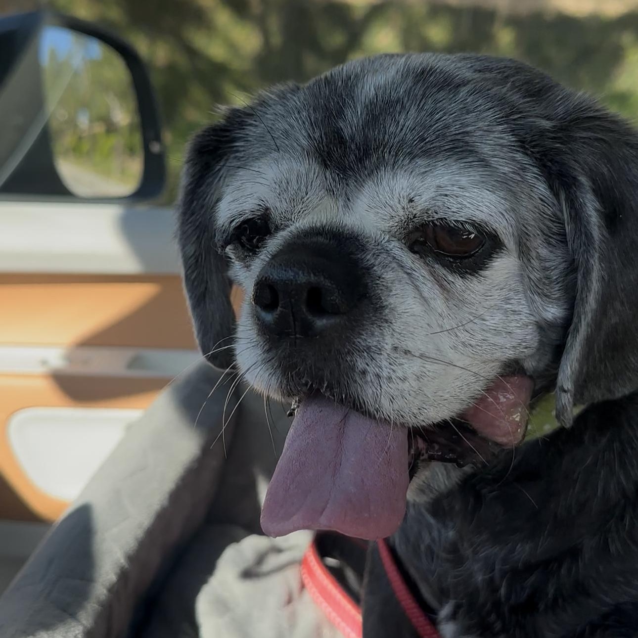 Brooklyn, a ADOPTABLE mixed breed in Camarillo, CA image 5/5