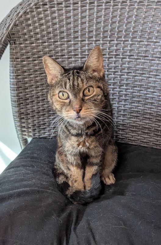 Abbie, Adoptable, Senior Female Tabby & Domestic Short Hair.
