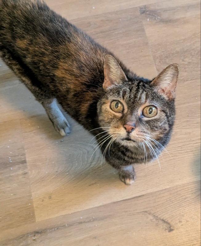 Enlarge Abbie, a Adoptable mixed breed in Ocala, FL image 2/3