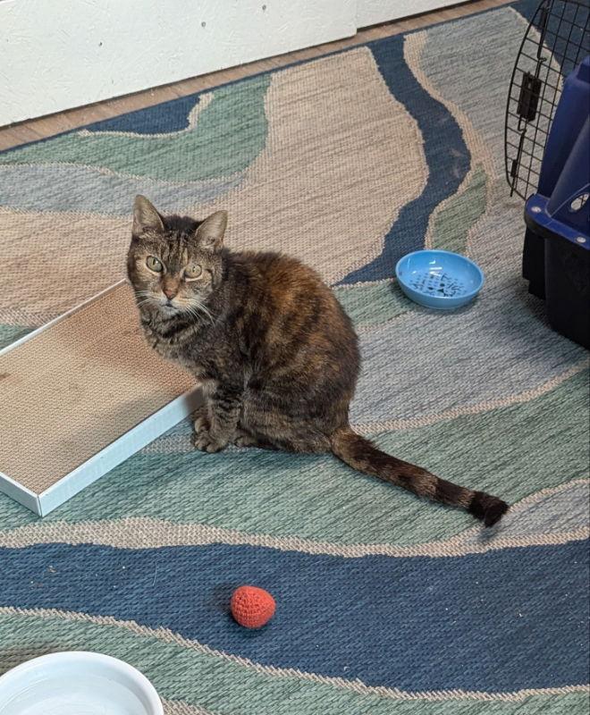 Enlarge Abbie, a Adoptable mixed breed in Ocala, FL image 2/3