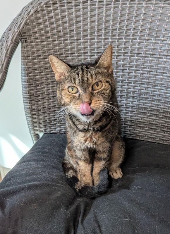 Enlarge Abbie, a Adoptable mixed breed in Ocala, FL image 3/3