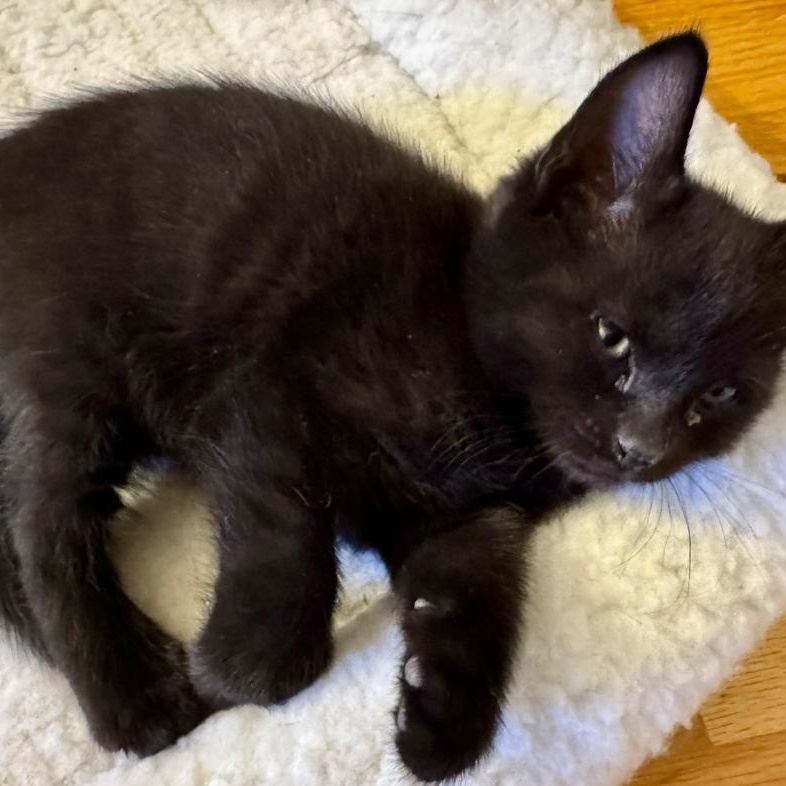 Enlarge Easton , a Adoptable Domestic Short Hair in North Kingstown, RI image 5/6