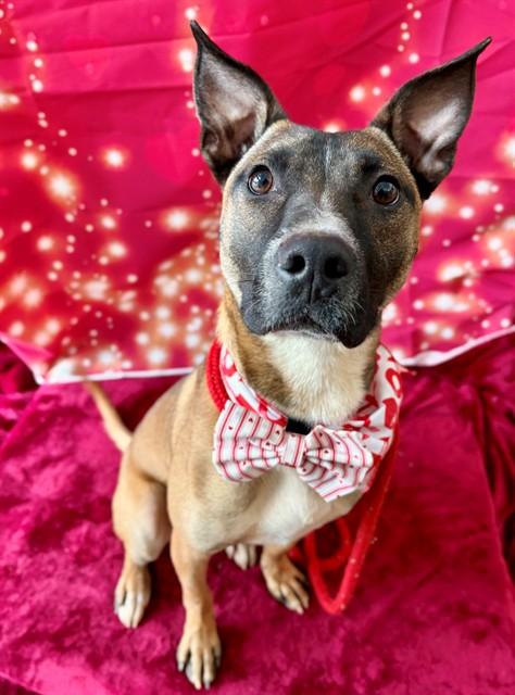 JELLYBEAN, Adoptable, Young Male Belgian Shepherd / Malinois & Mixed Breed.